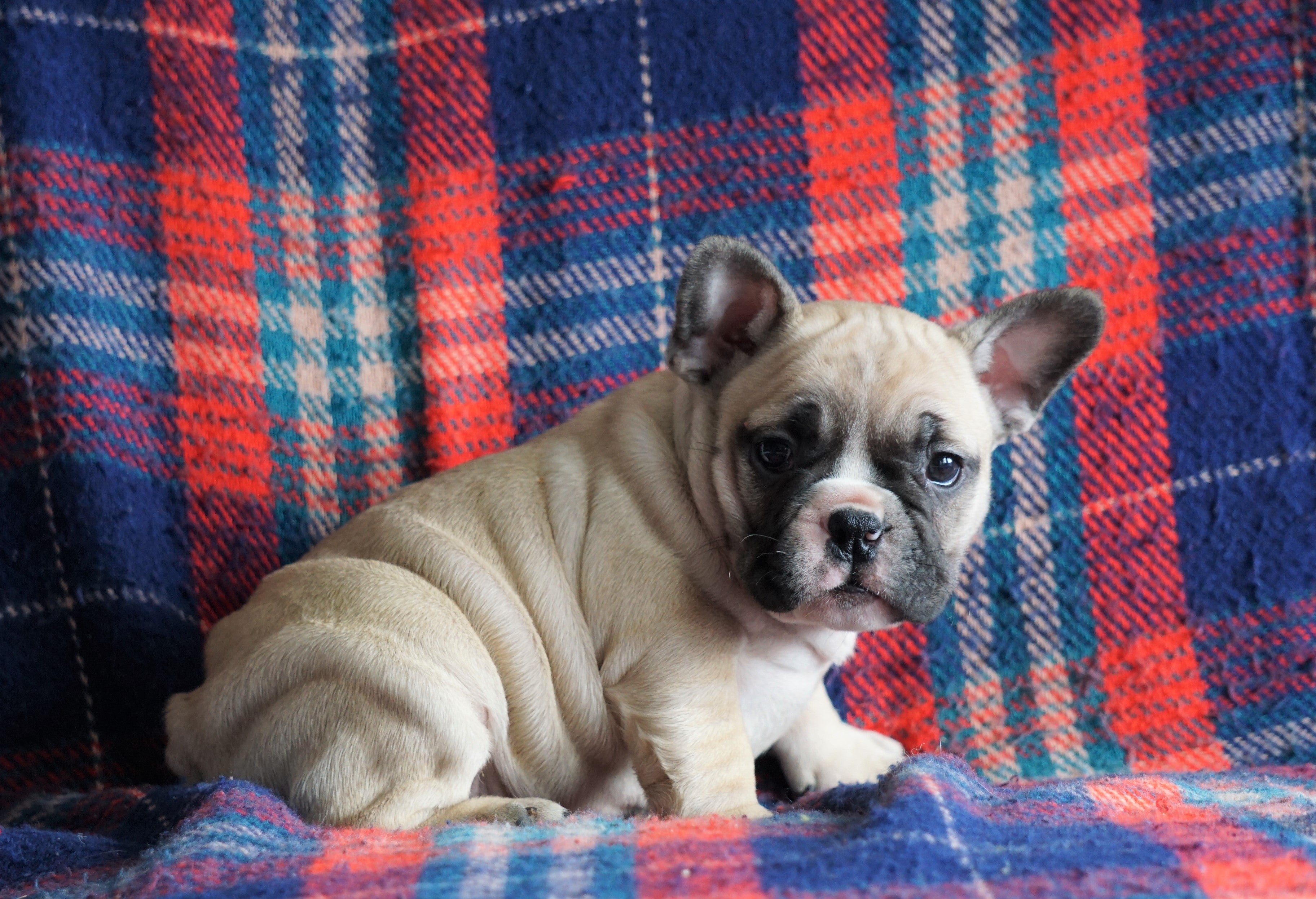 Cute Bulldog Mix Puppies