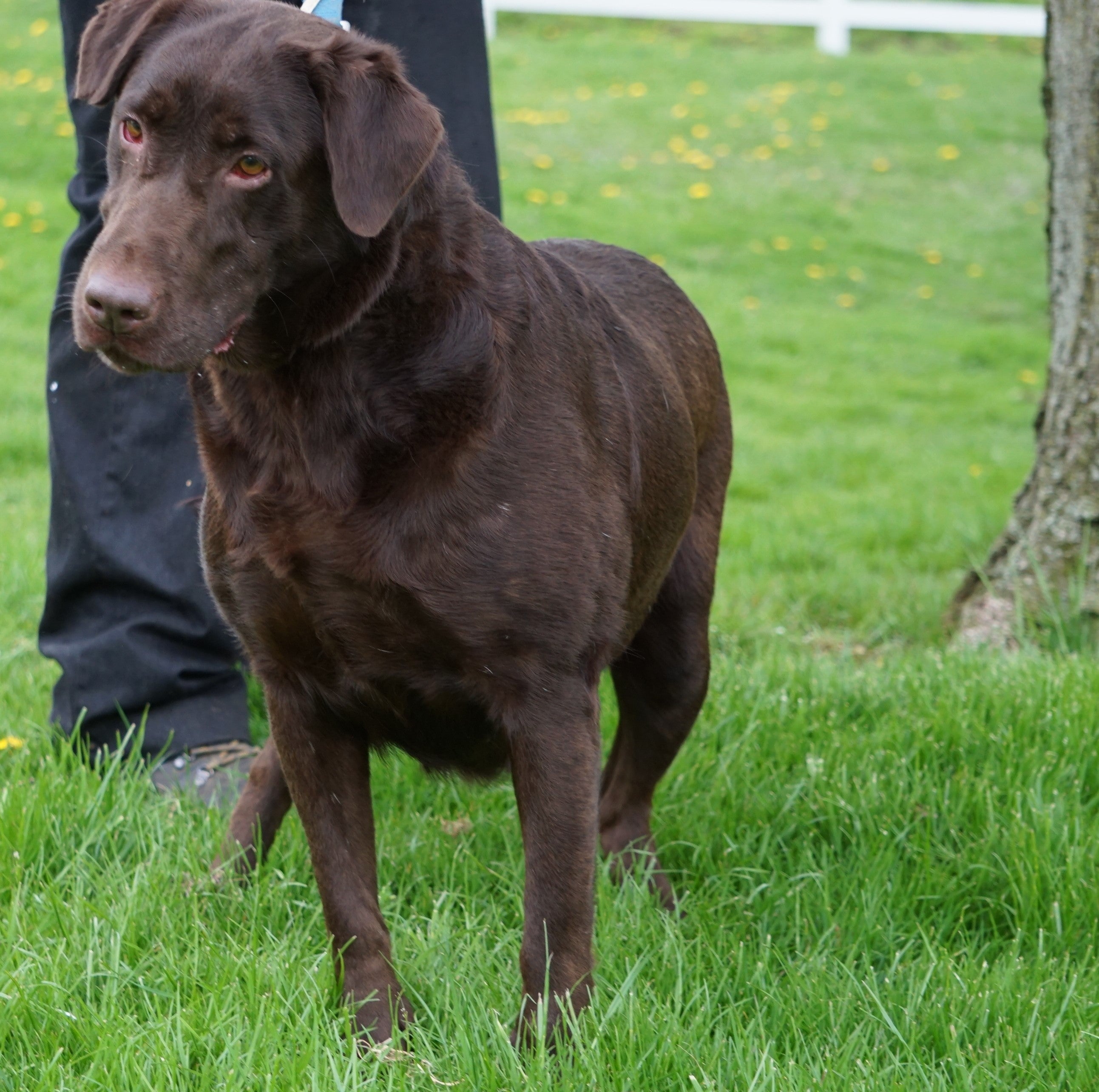 AKC Chocolate Labrador Retriever For Sale Sugarcreek, OH ...