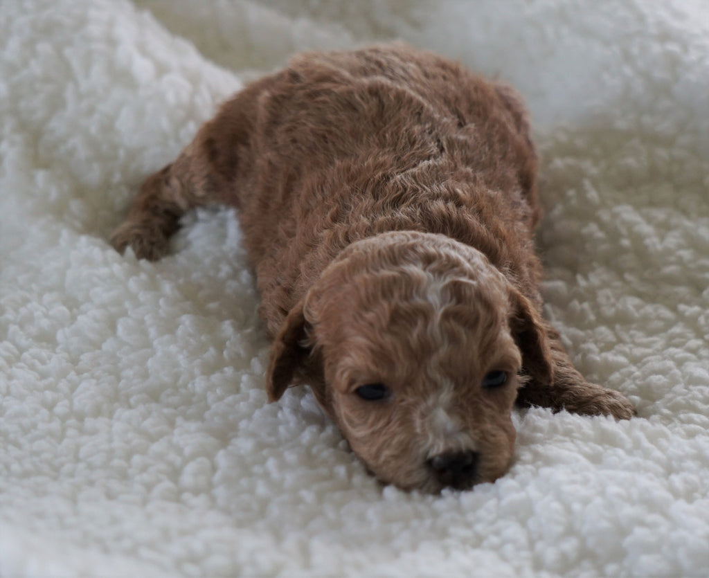 F1B Micro Mini Goldendoodle For Sale Fredericksburg OH Female- Ariann 