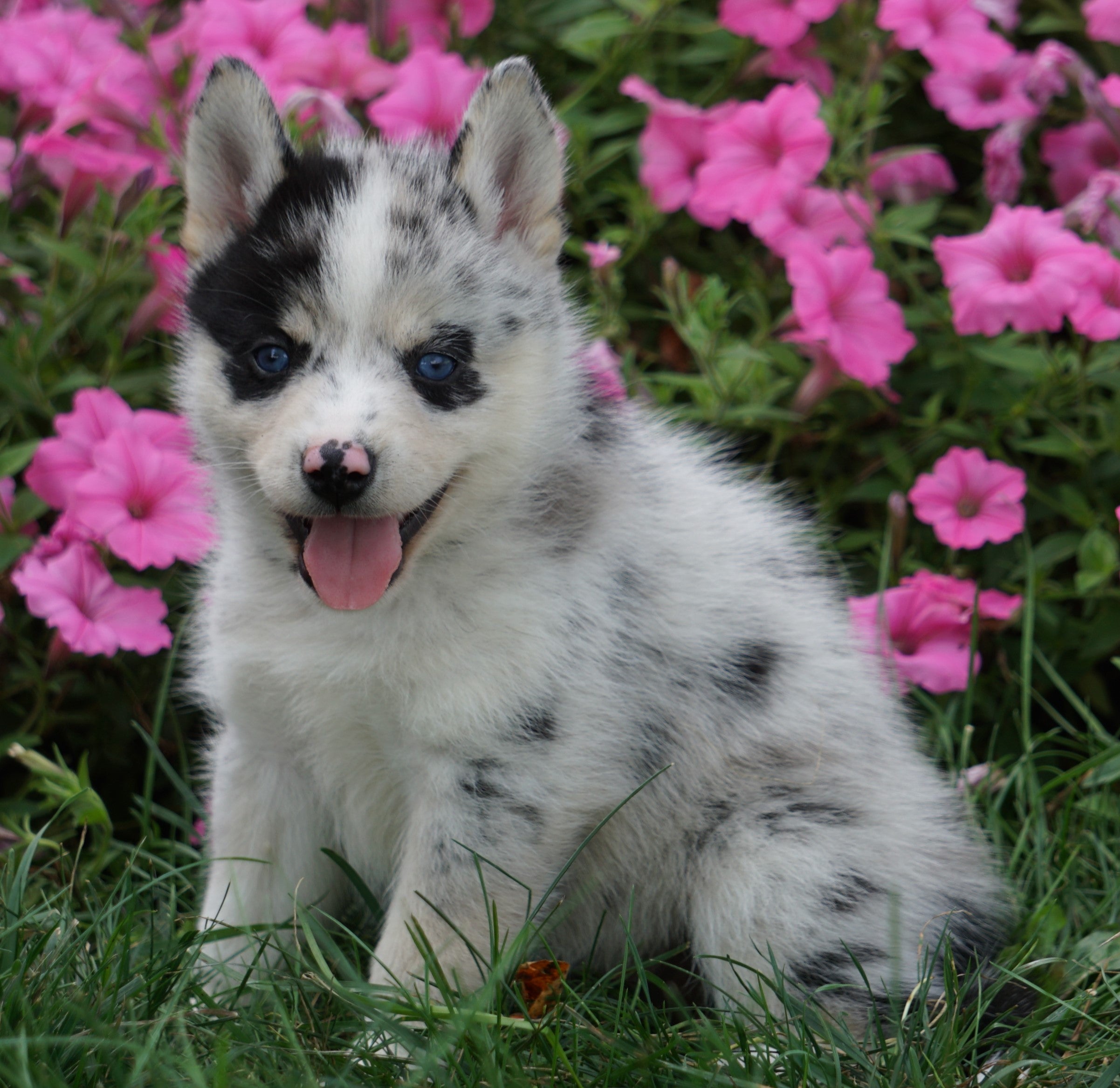 Pomsky For Sale Loudenville, OH Male Blaine AC Puppies LLC