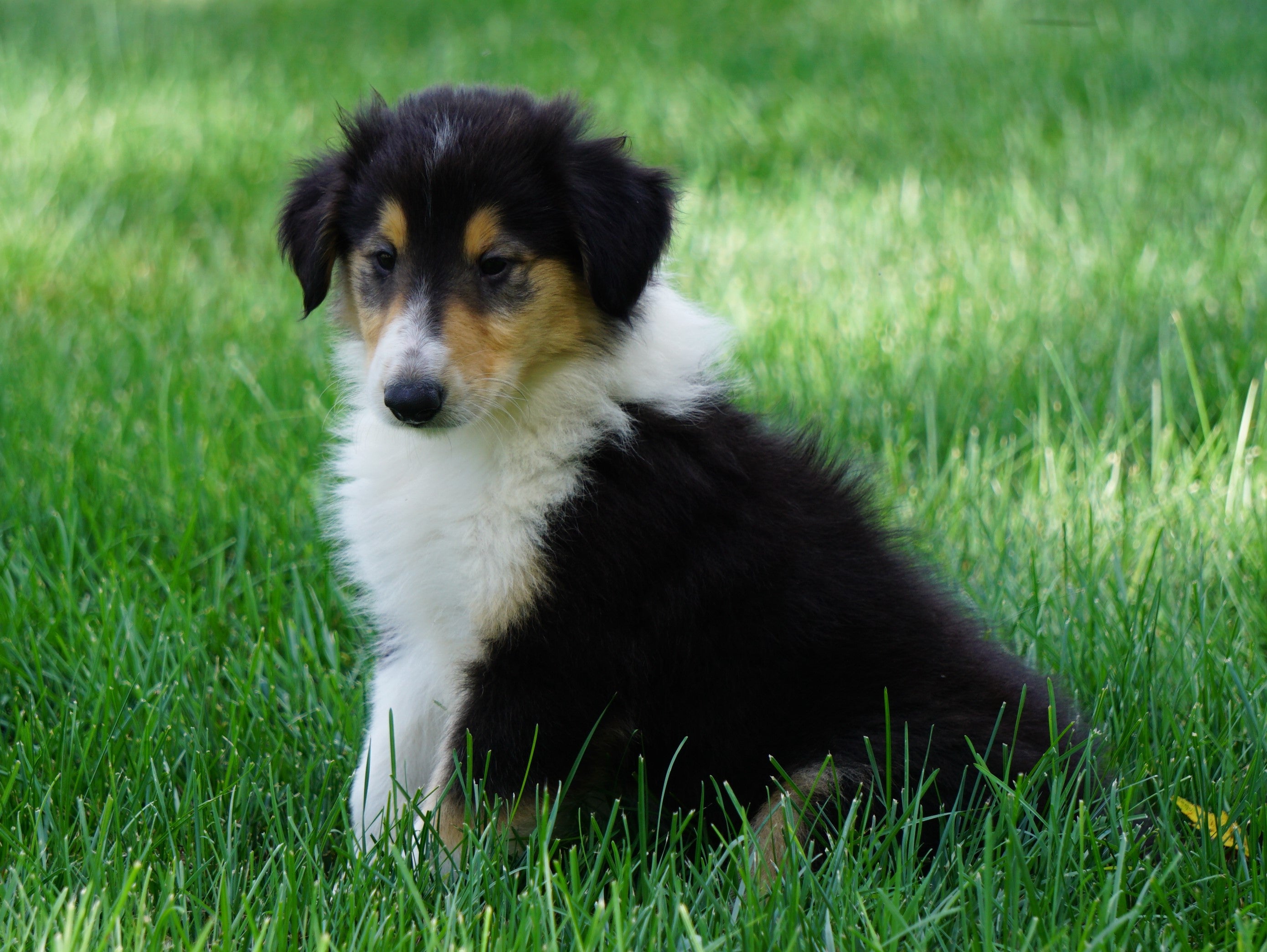 Akc Registered Lassie Collie For Sale Fredericksburg Oh Male Oba Ac Puppies Llc 