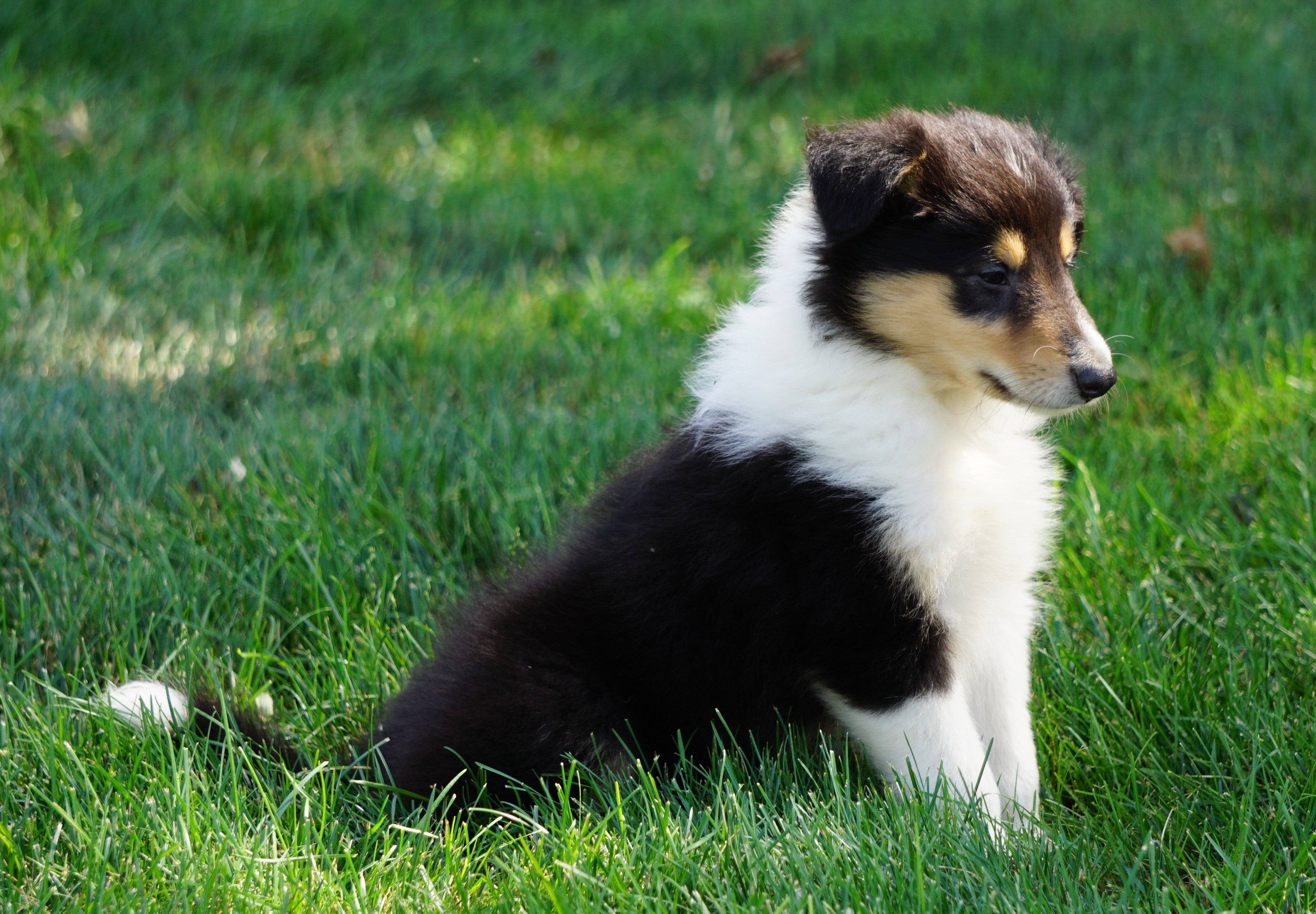 Akc Registered Lassie Collie For Sale Fredericksburg Oh Female Odell