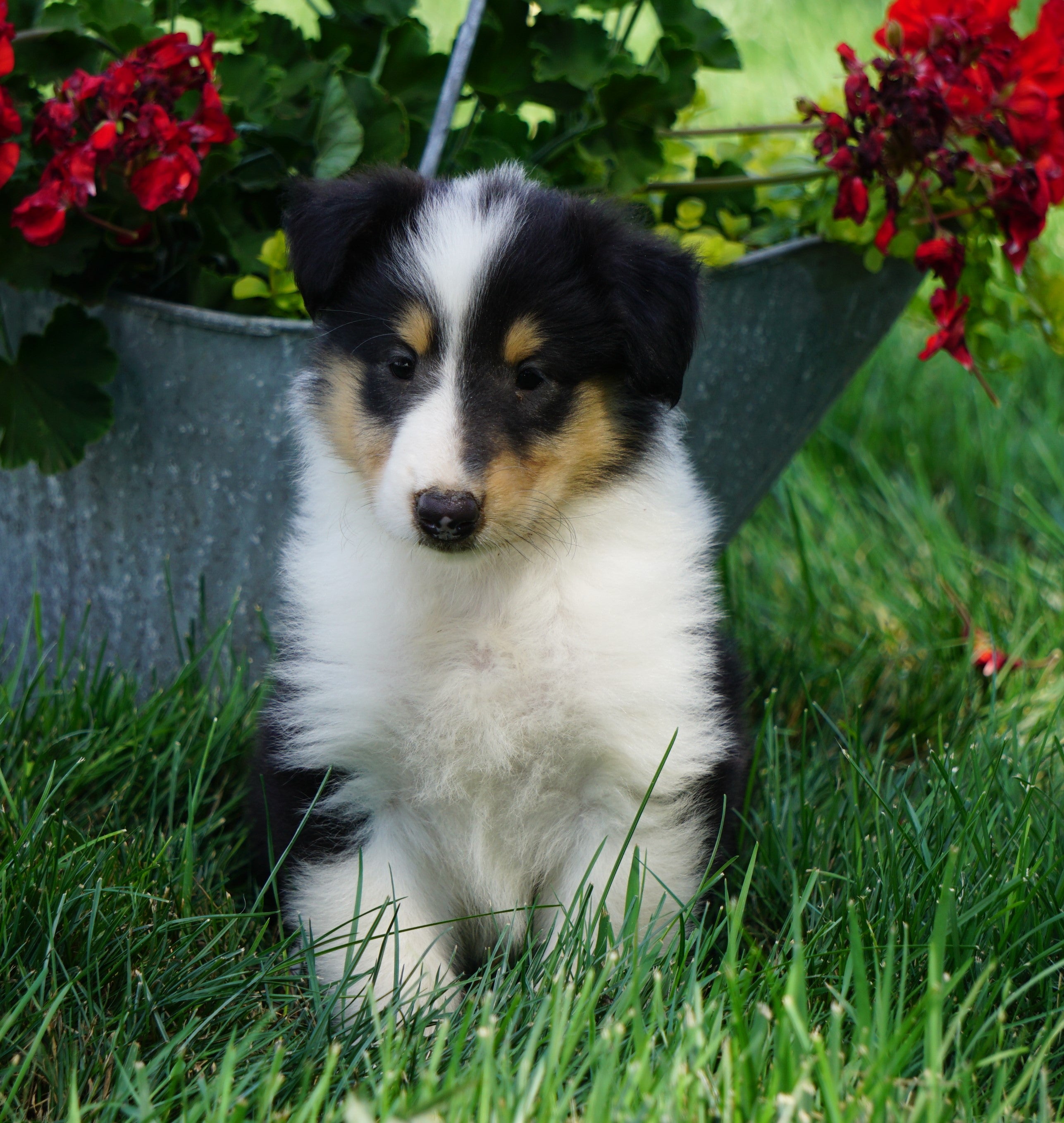 AKC Registered Lassie Collie For Sale Fredericksburg, OH Male- Linus ...