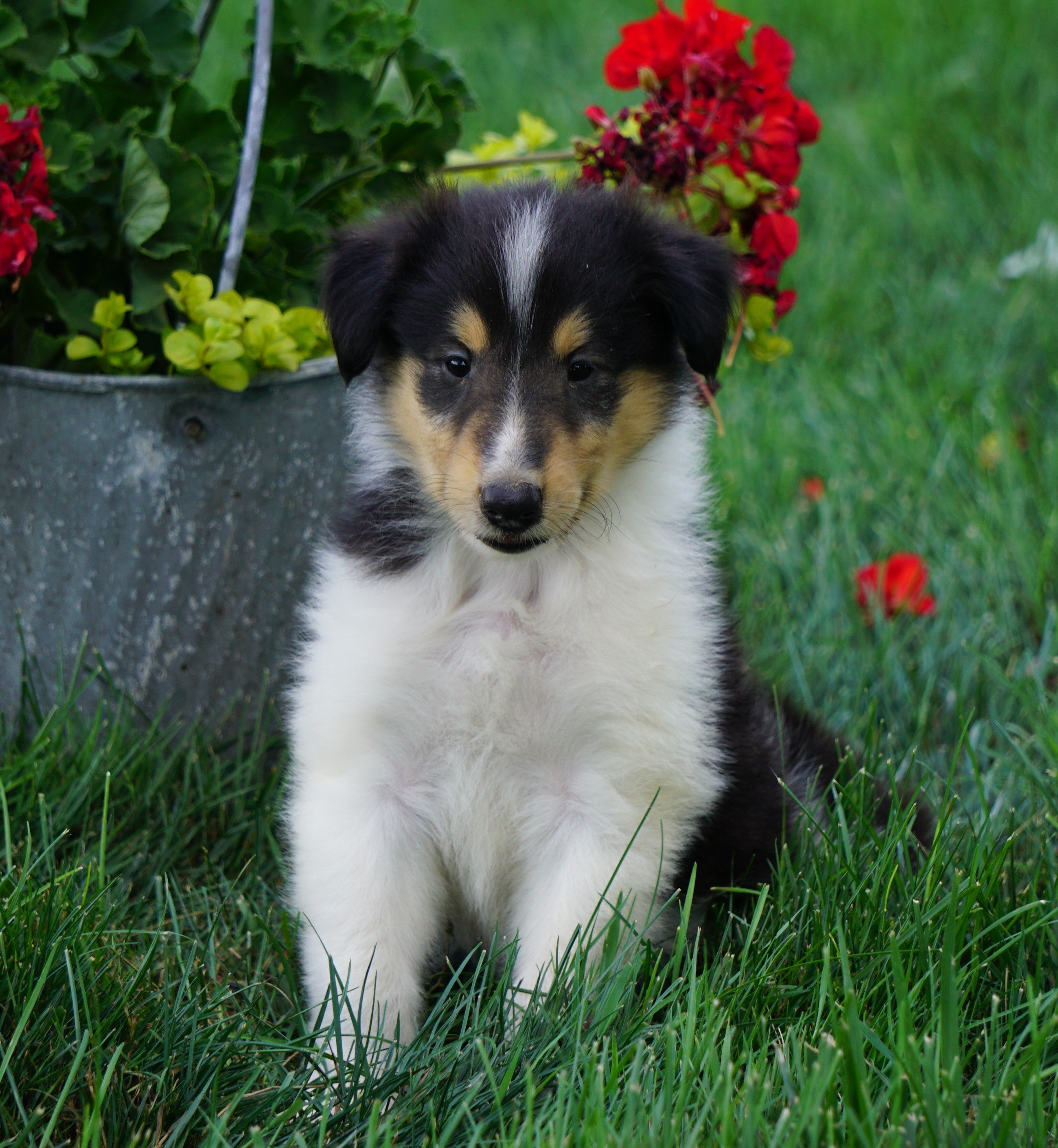 AKC Registered Lassie Collie For Sale Fredericksburg, OH Male- Laddy ...