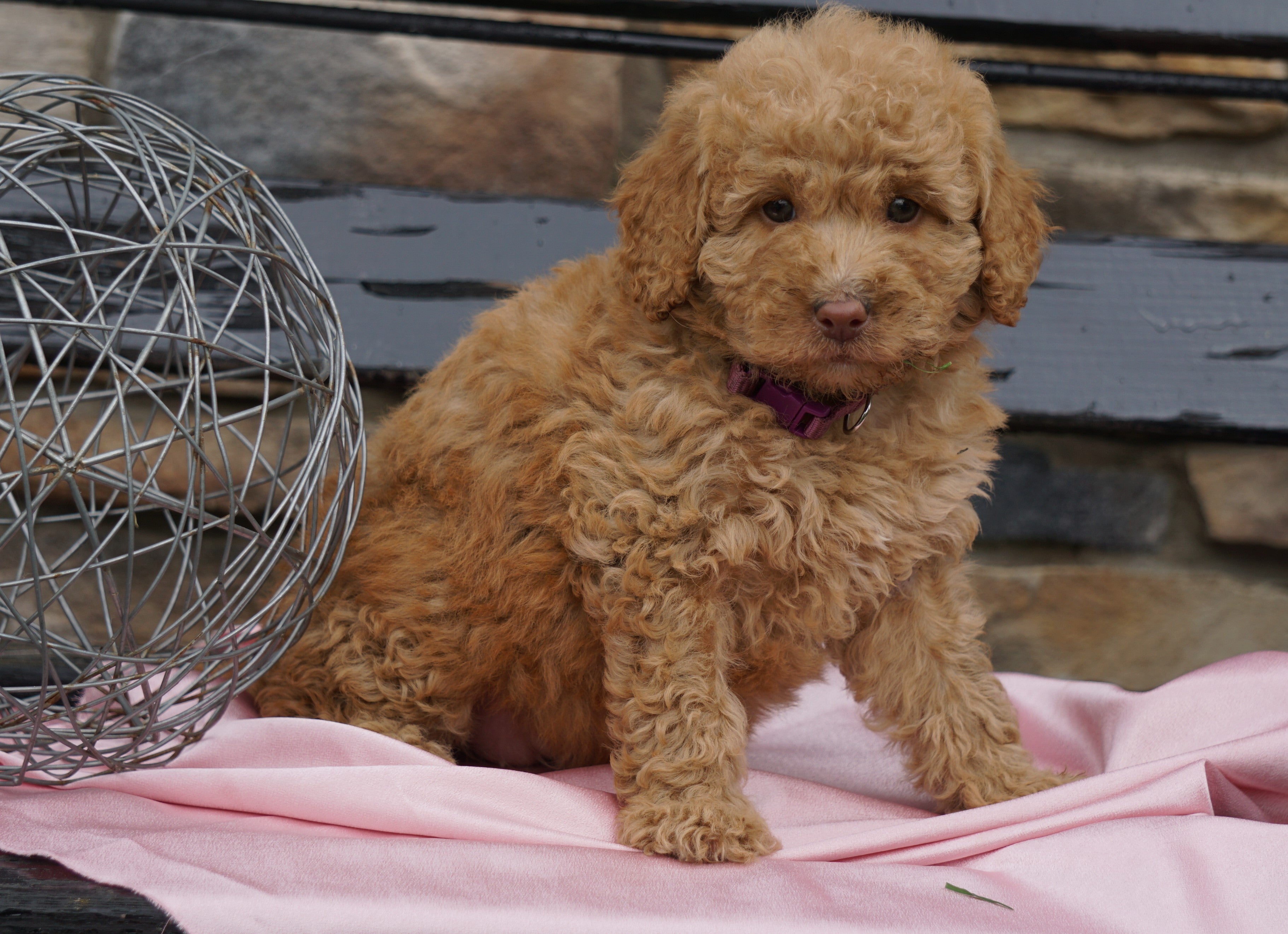 F2 Mini Goldendoodle For Sale Sugarcreek, OH Female June AC Puppies LLC