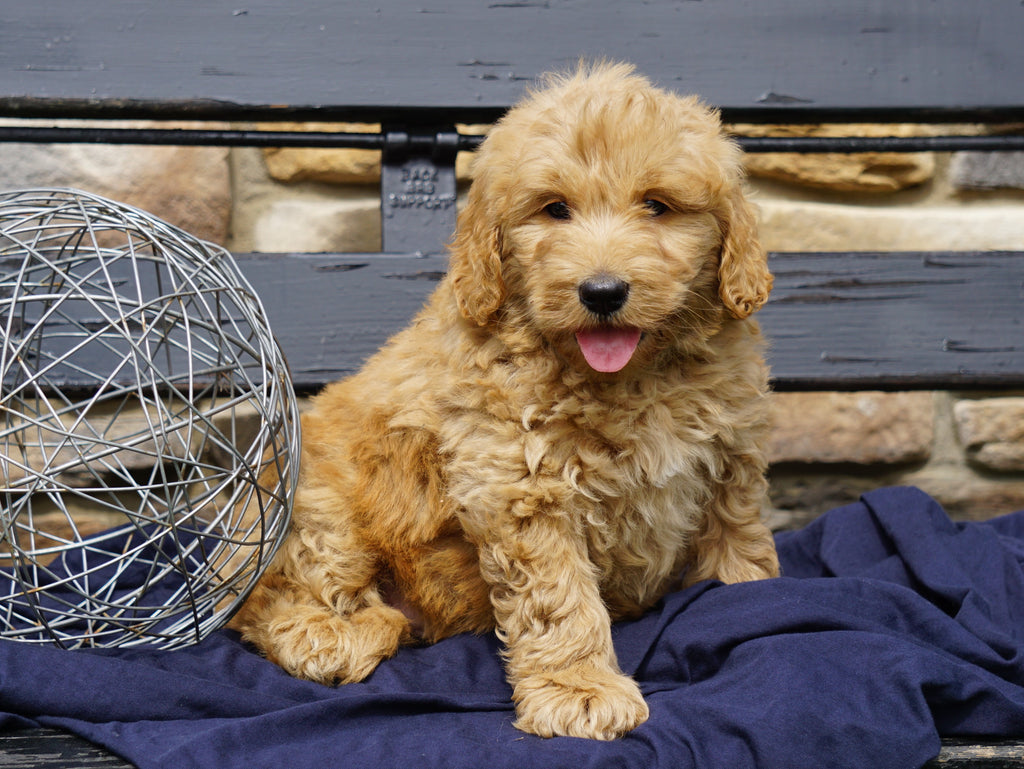 F2 Mini Goldendoodle For Sale Sugarcreek, OH Male Jase AC Puppies LLC