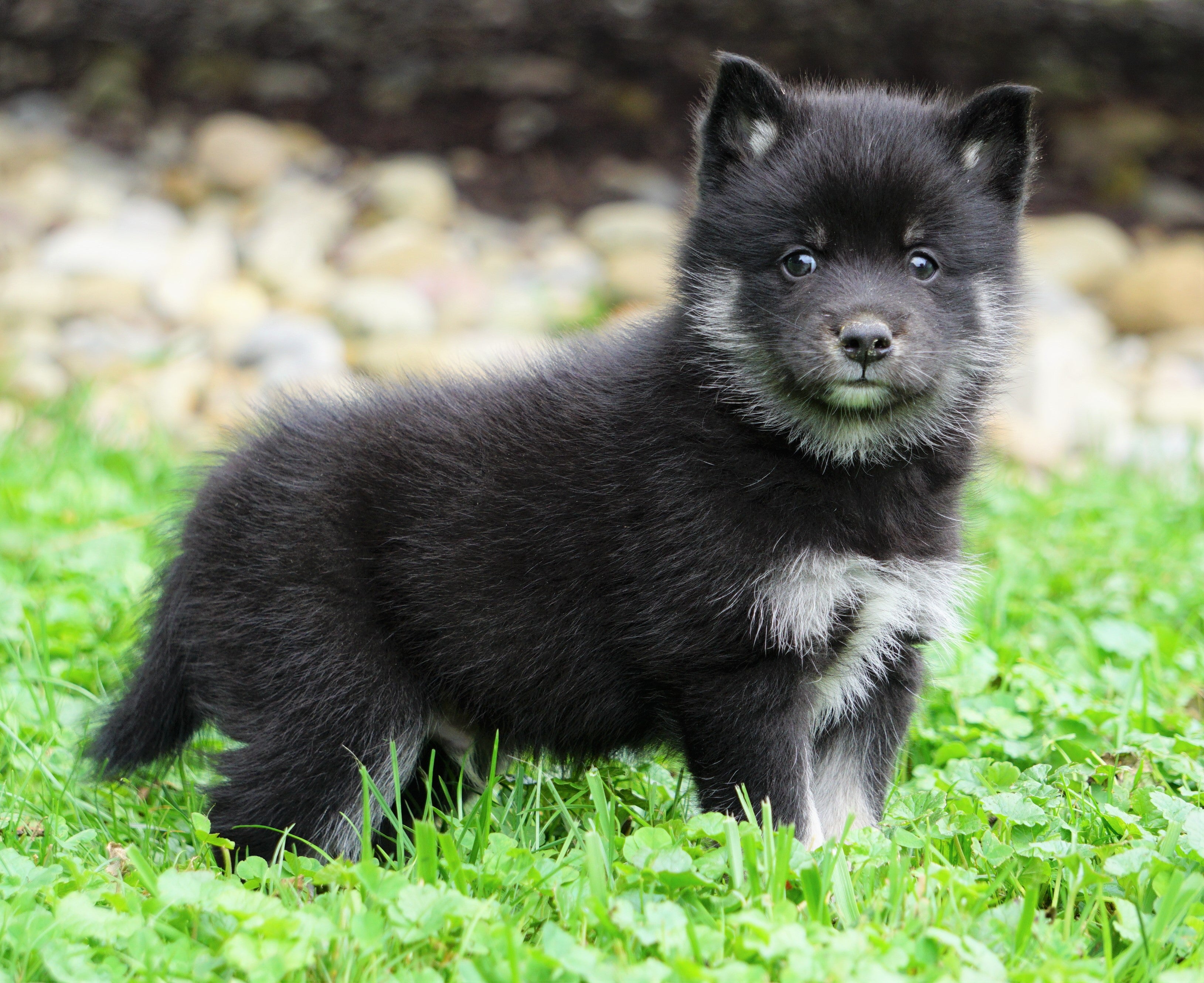 Mini Pomsky For Sale Sugarcrek, OH Male- Max – AC Puppies LLC