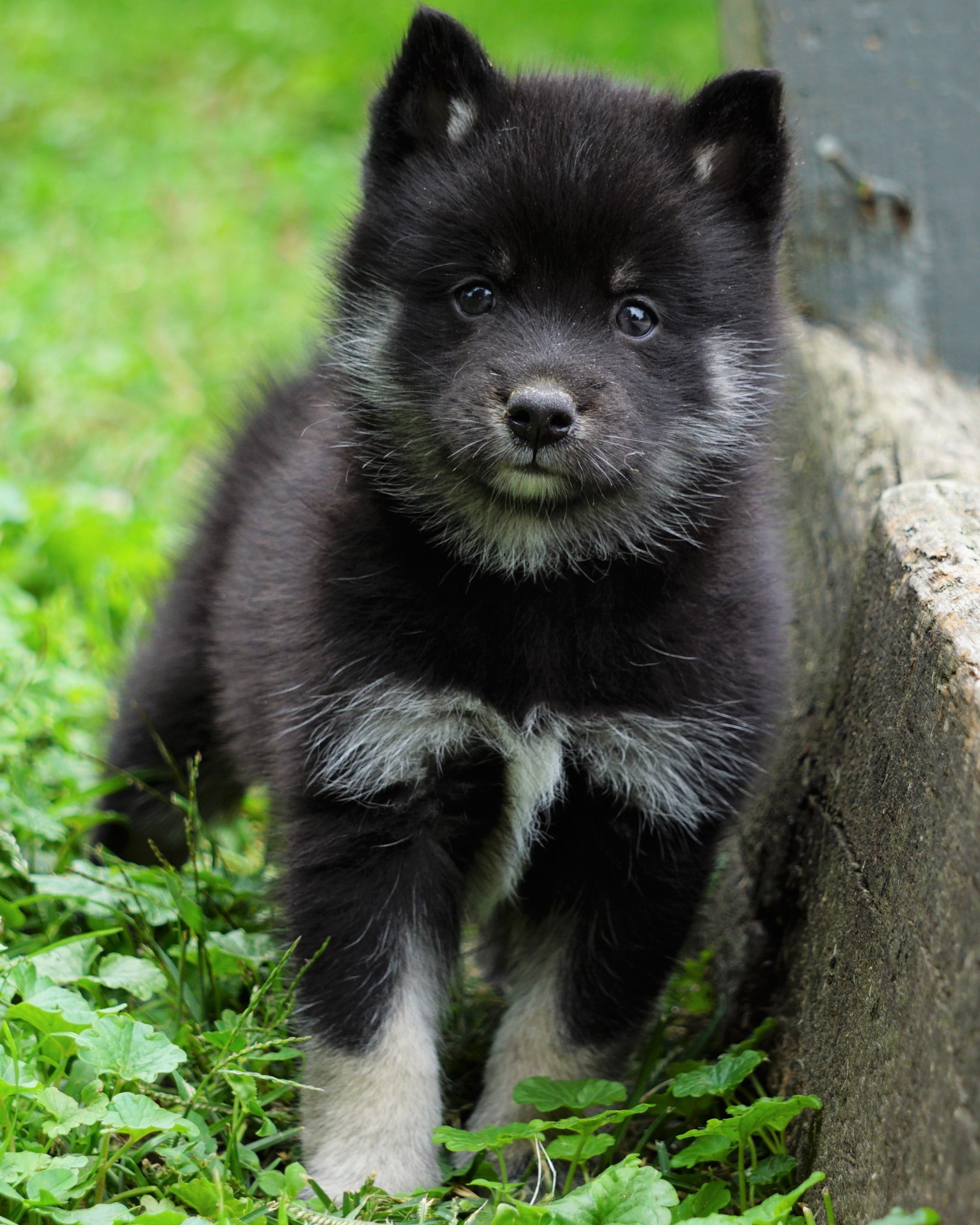 Mini Pomsky For Sale Sugarcrek, OH Male- Max – AC Puppies LLC