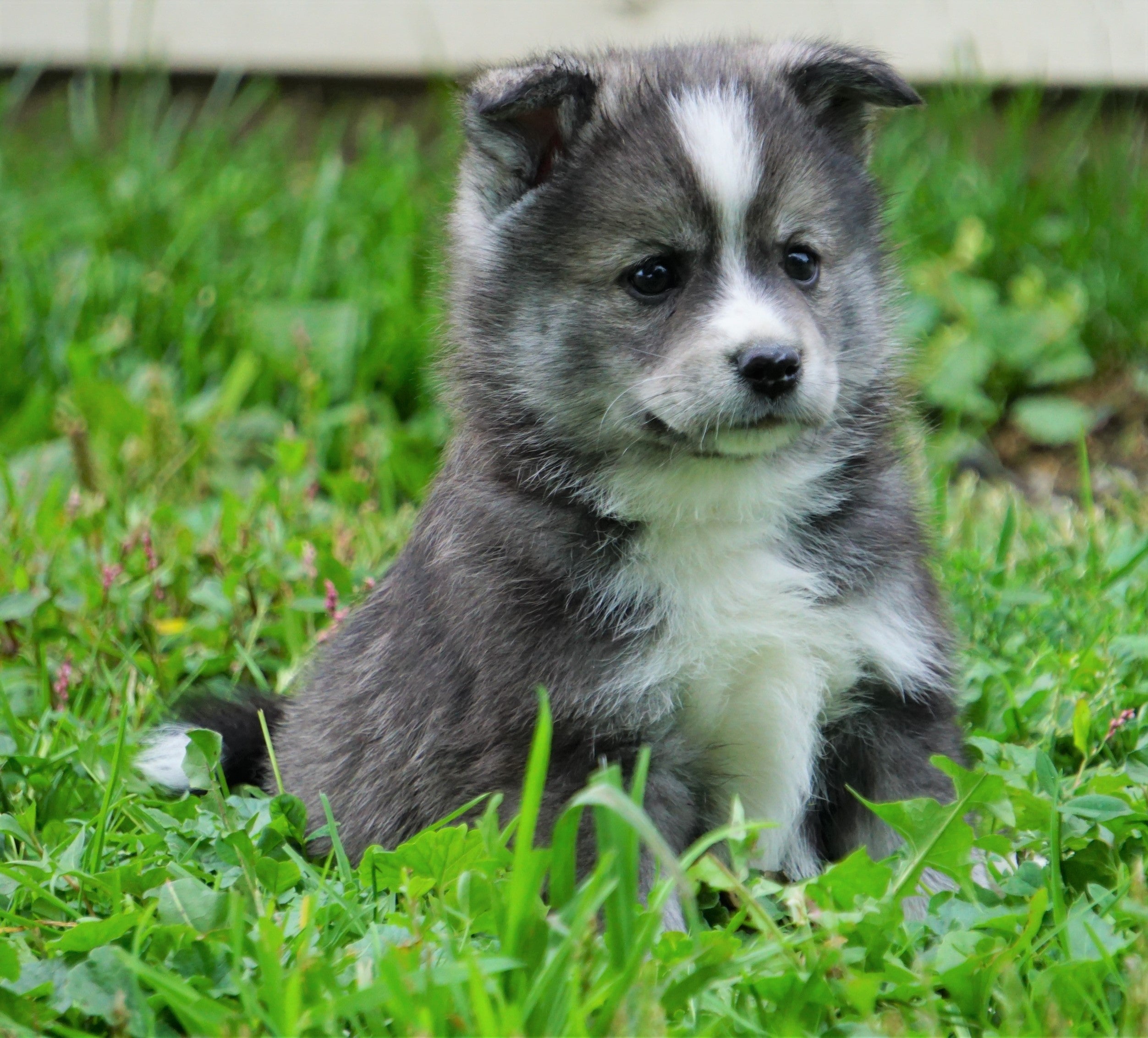 Mini Pomsky For Sale Sugarcreek, OH Female- Bella – AC Puppies LLC