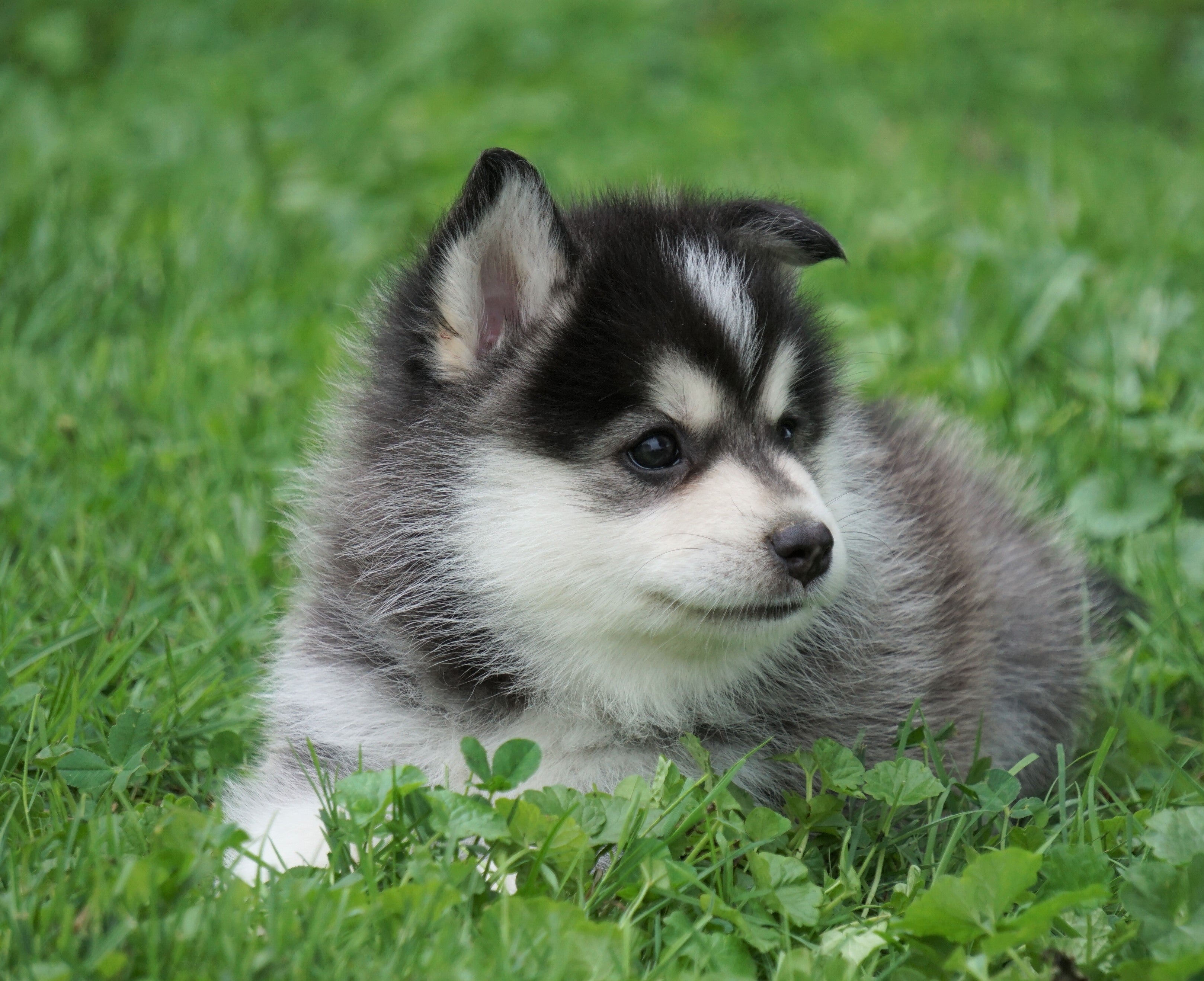 Mini Pomsky For Sale Sugarcreek, OH Male Frankie AC