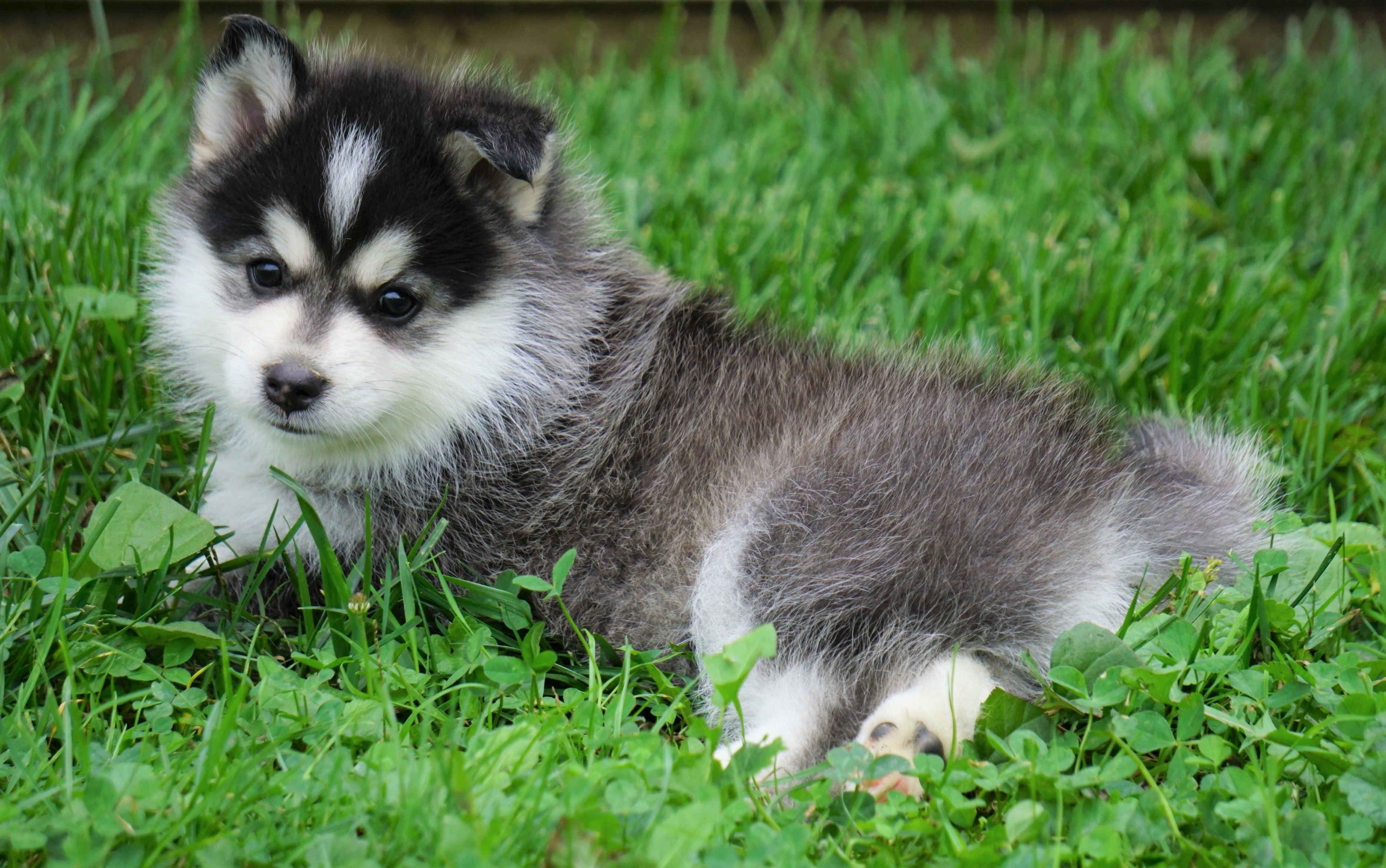 Mini Pomsky For Sale Sugarcreek, OH Male- Frankie – AC Puppies LLC