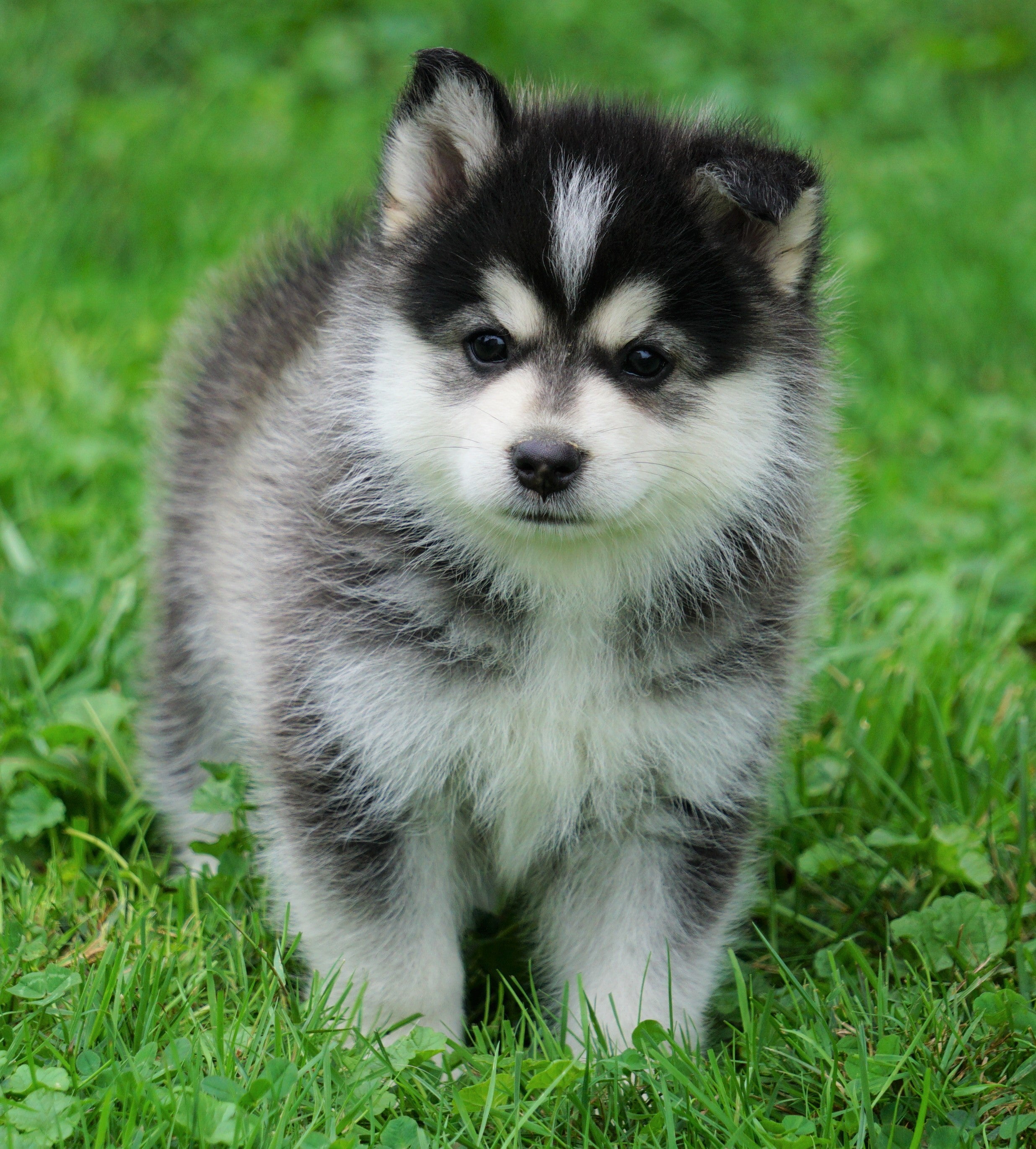 Mini Pomsky For Sale Sugarcreek, OH Male- Frankie – AC Puppies LLC