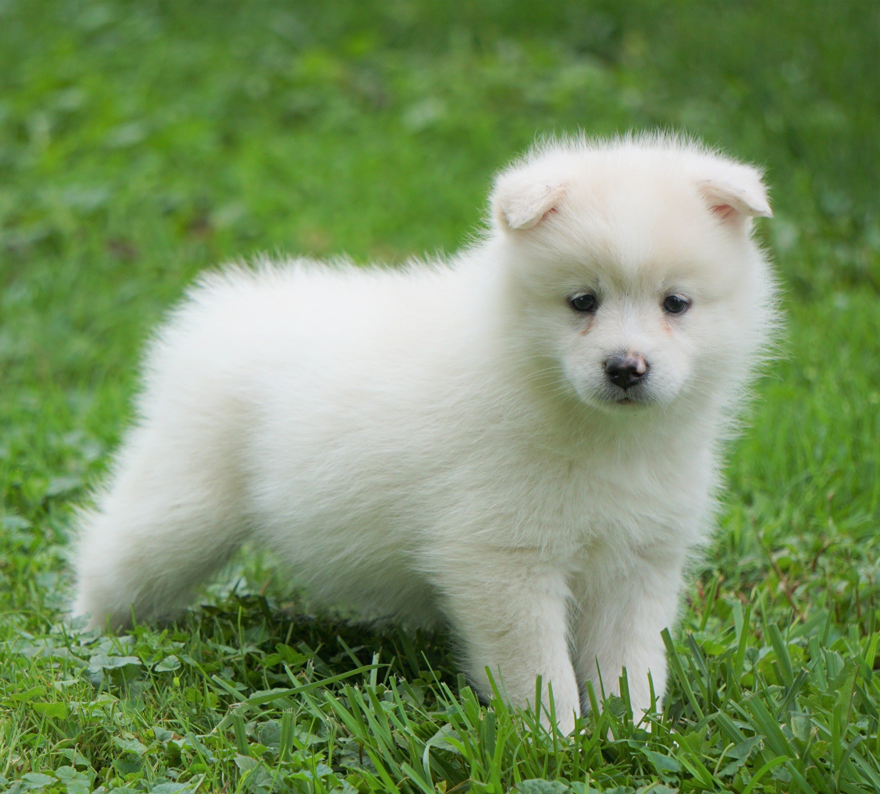 Mini Pomsky For Sale Sugarcreek, OH Female- Lola – AC Puppies LLC