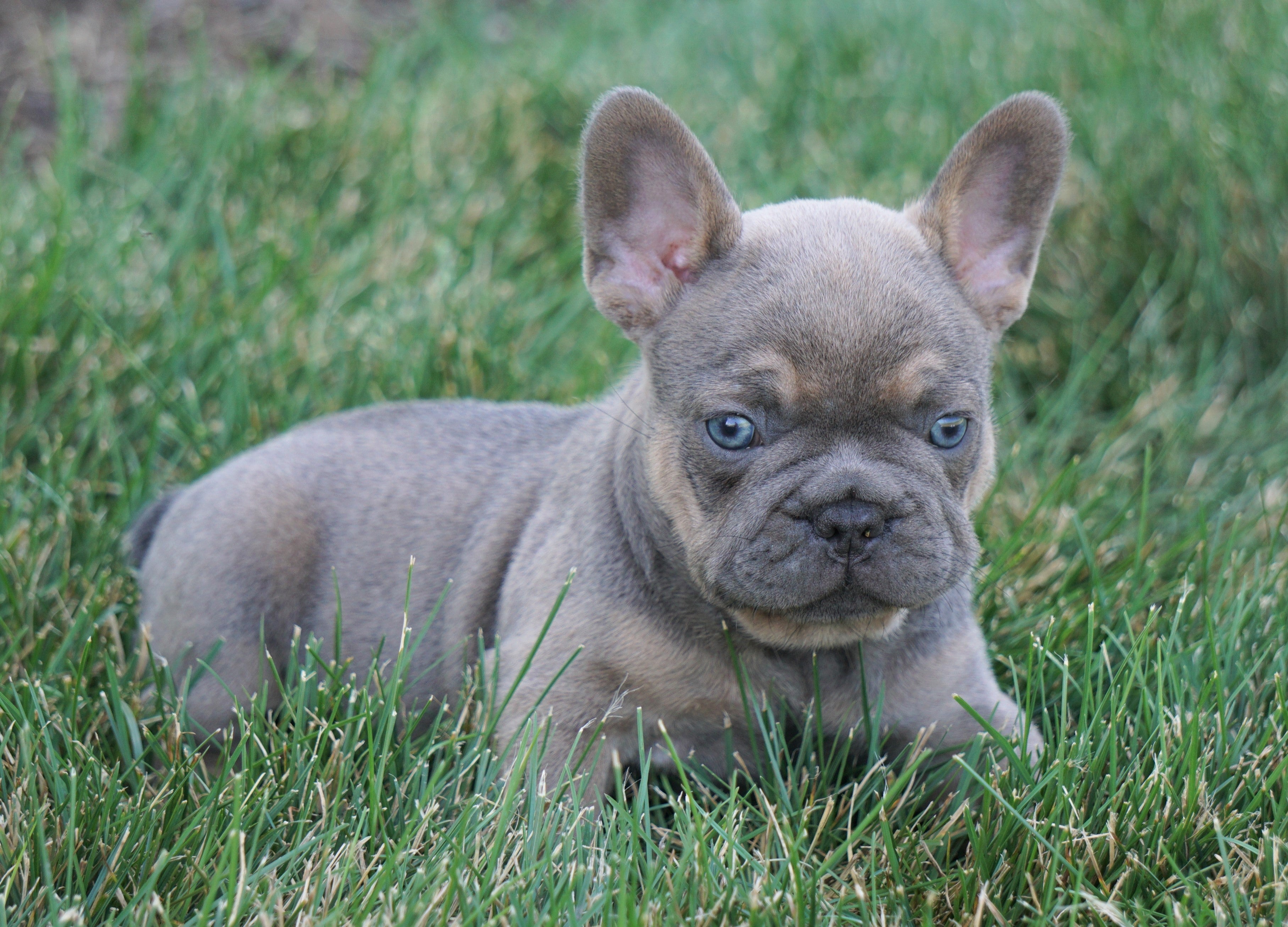 65+ French Bulldog Breeders In Ohio Image - Bleumoonproductions