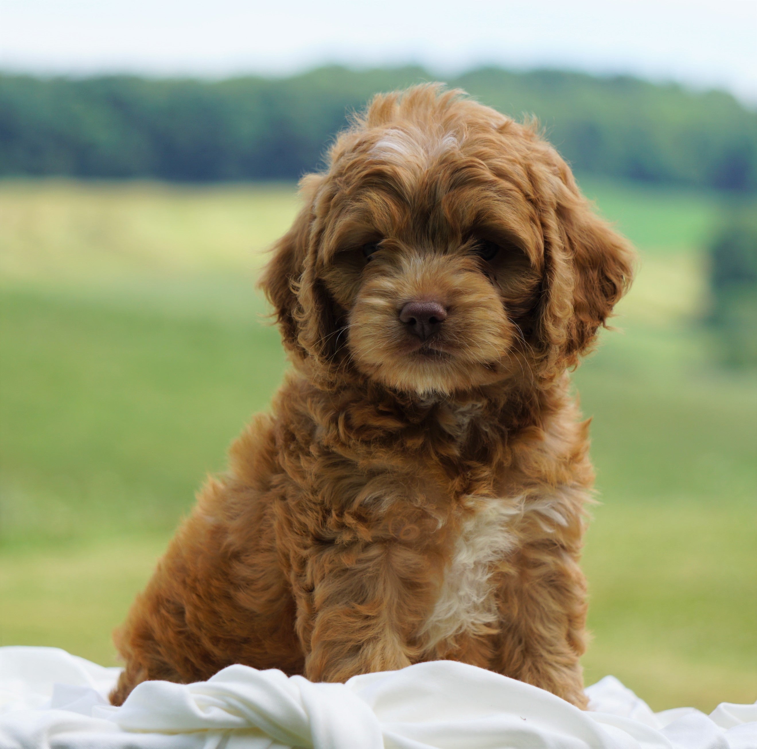 Cockapoo For Sale Dundee, OH Male- Bruce – AC Puppies LLC