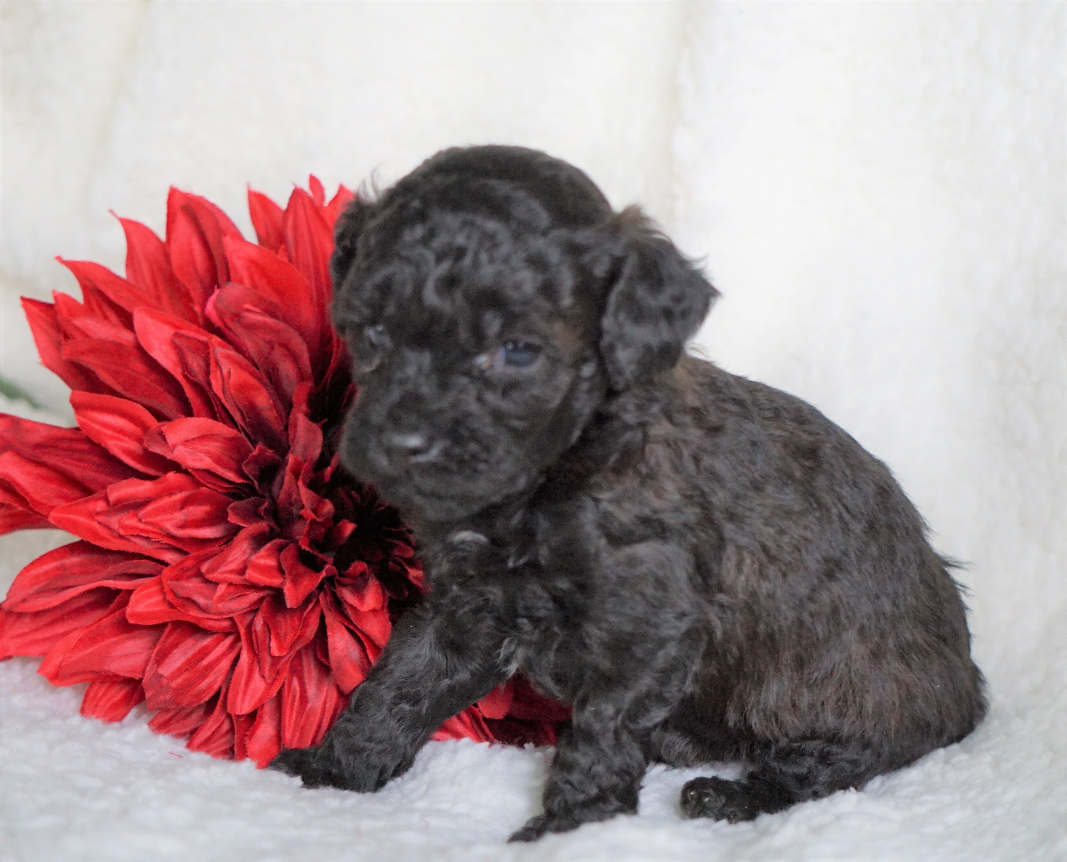 F1B Micro Mini Goldendoodle For Sale Fredericksburg, OH Female Alexis