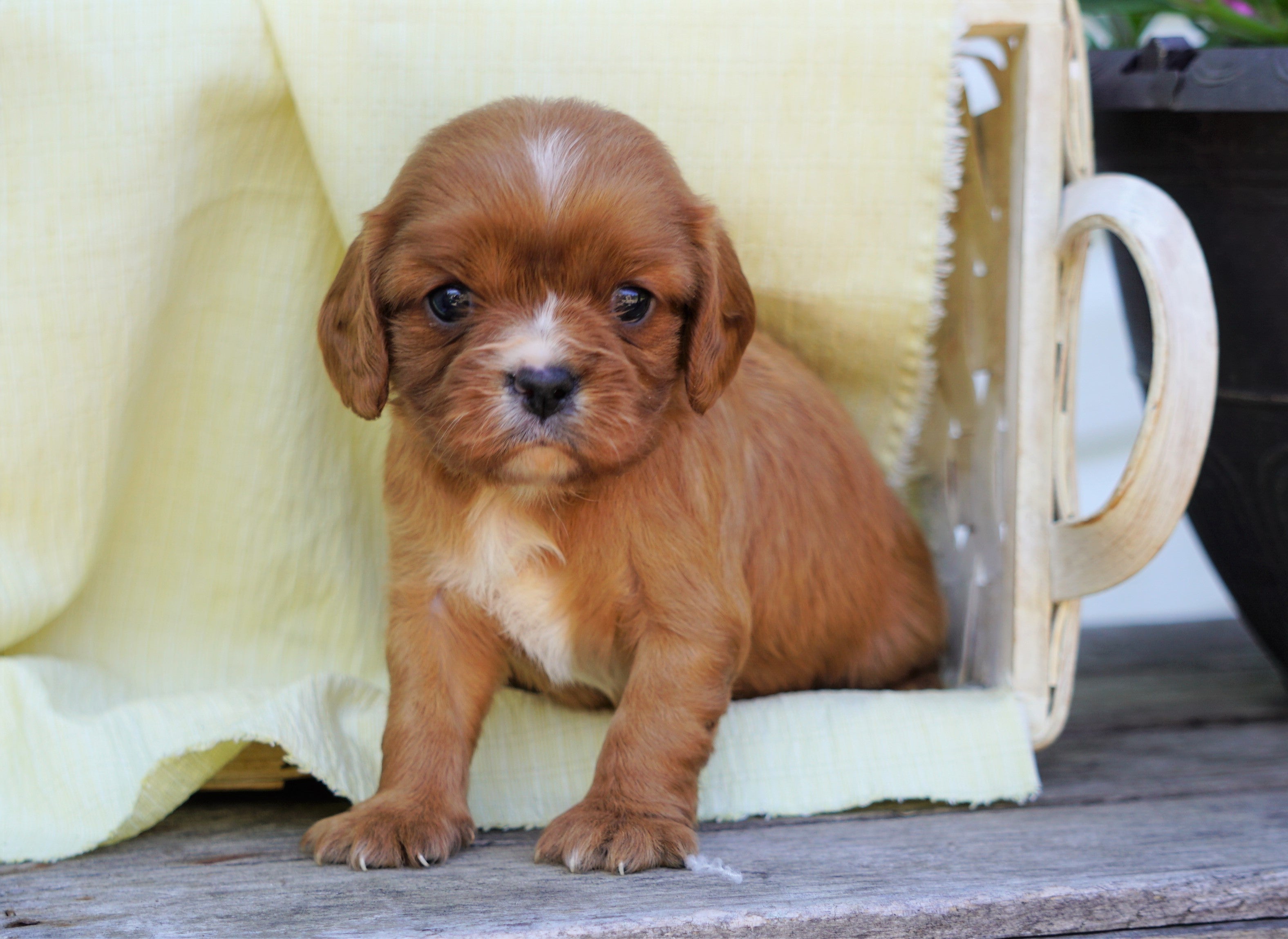 cavalier king charles spaniel for sale under $500