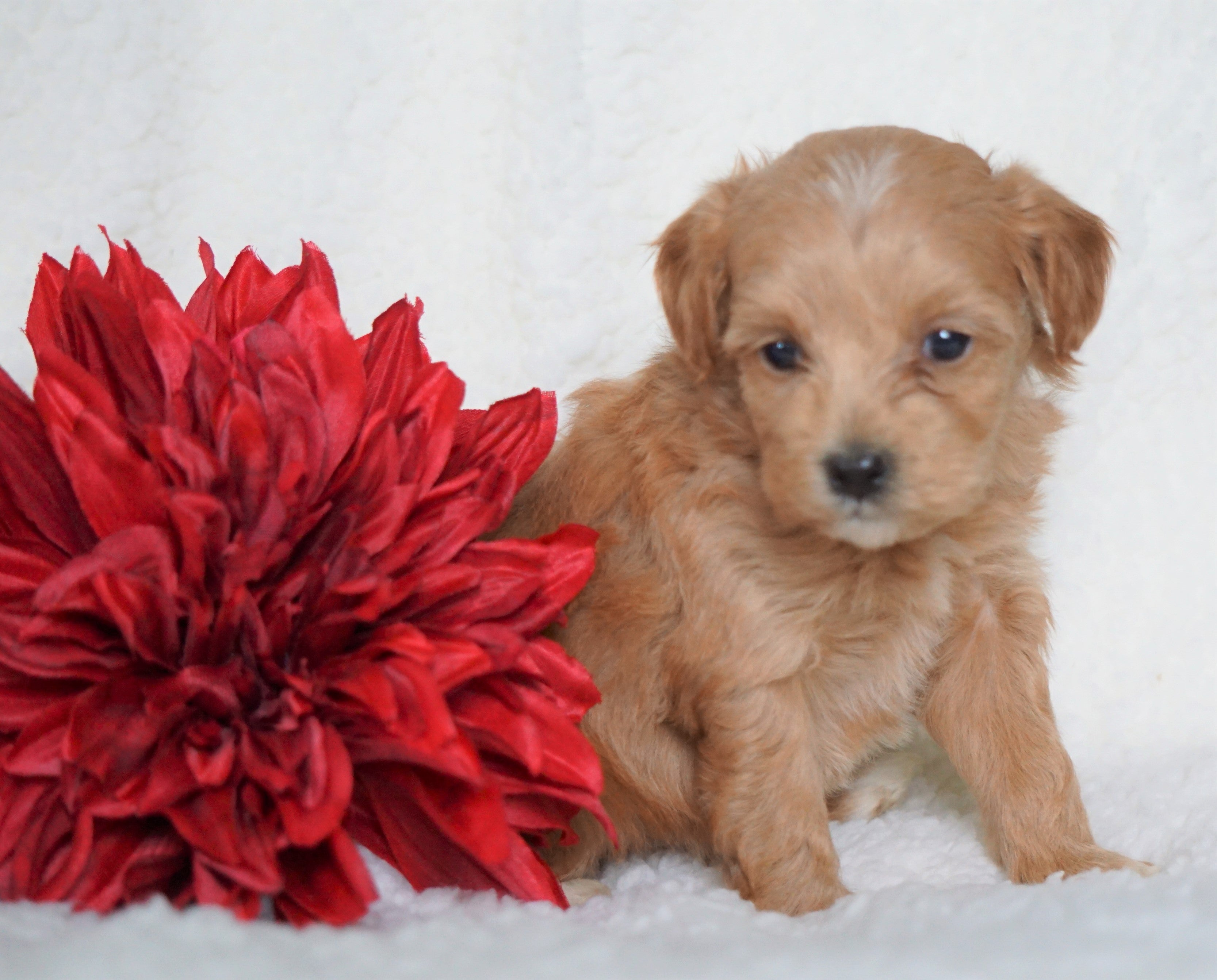 micro mini goldendoodle