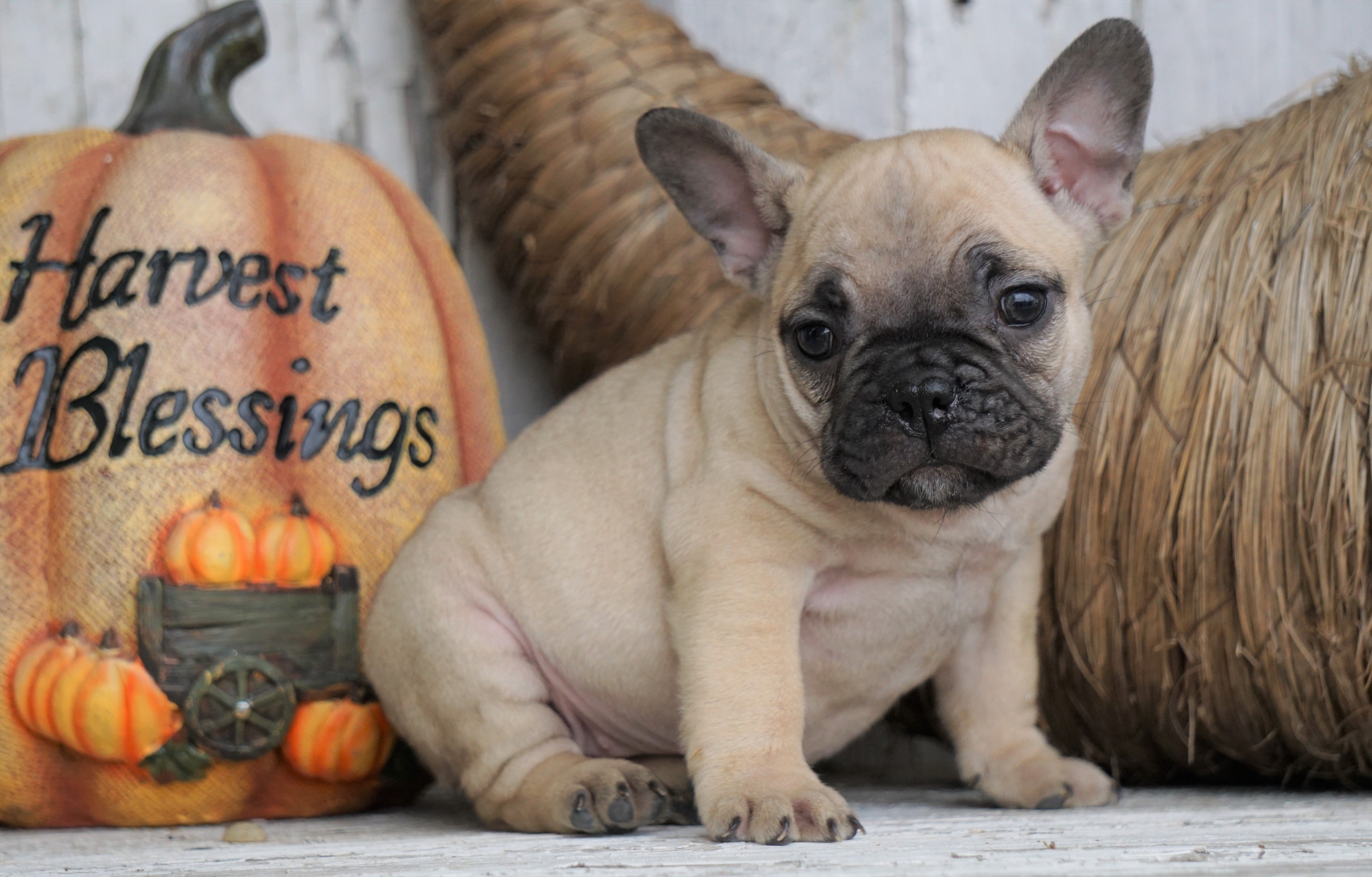 French Bulldog Mix Puppy For Sale Millersburg, OH Female ...