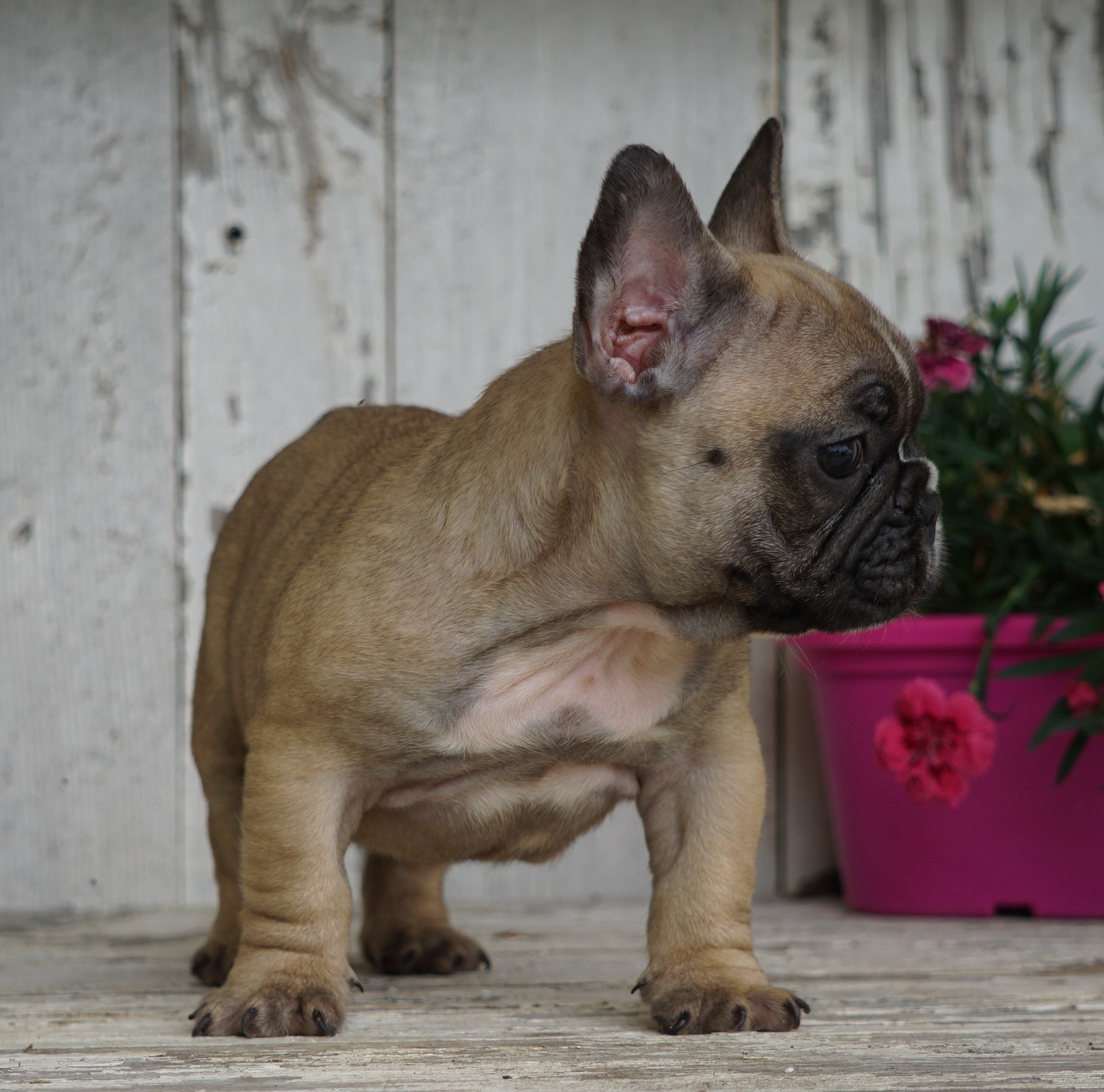 AKC Registered French Bulldog For Sale Millersburg, OH Male- Peter – AC ...