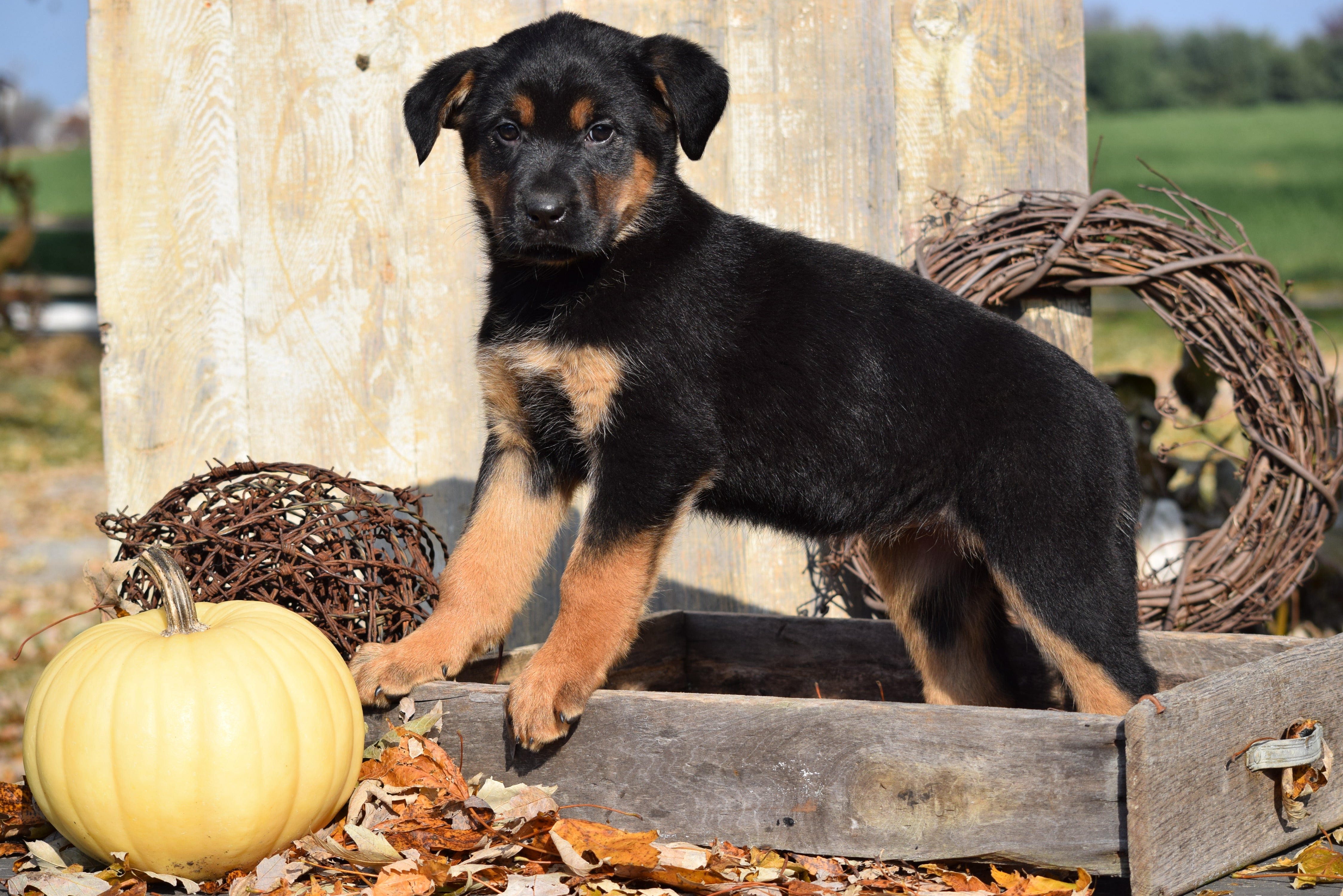 German Shepherd Rottweiler Mix Puppy For Sale Millersburg Ohio Female Ac Puppies Llc