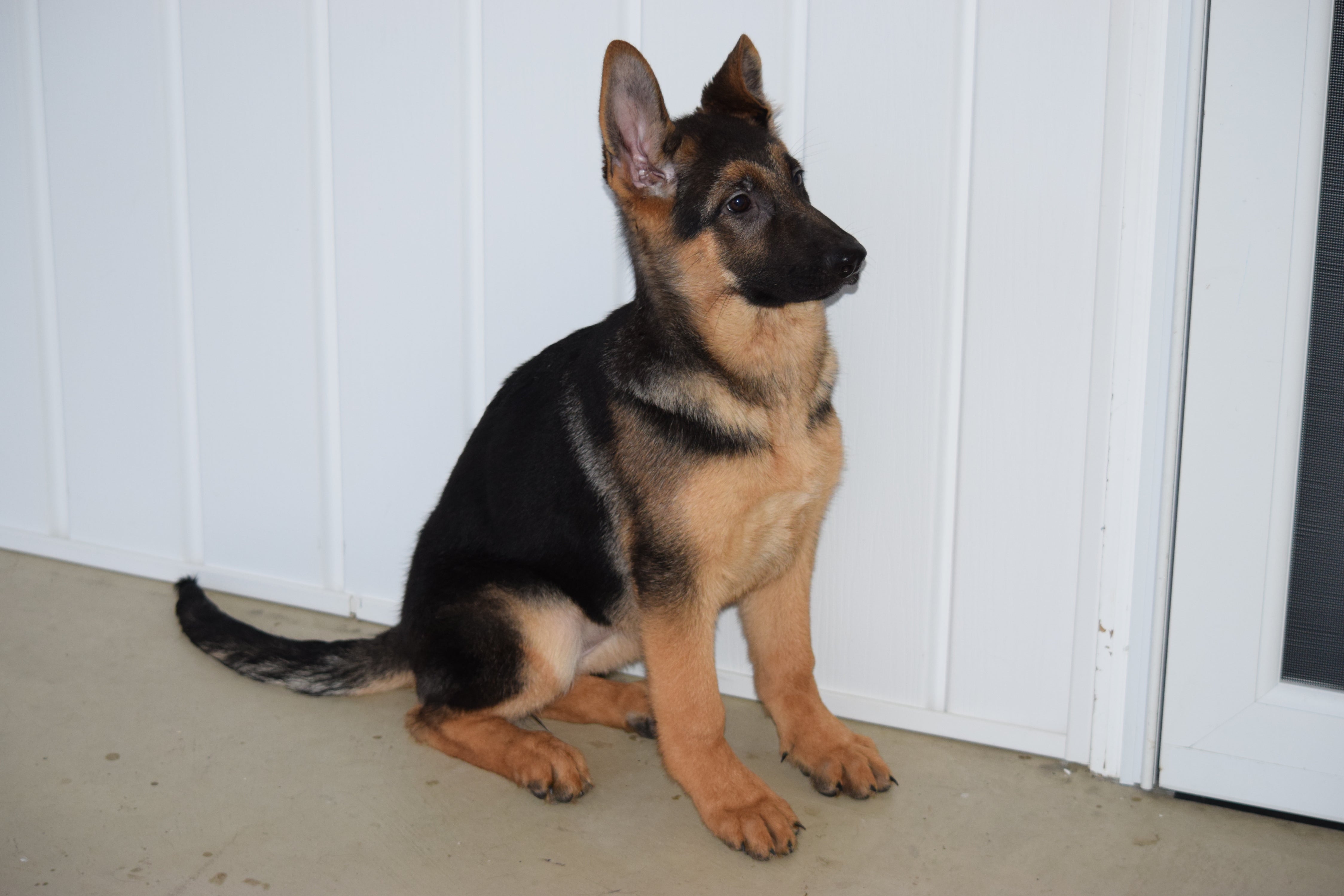 Akc German Shepherd Puppies For Sale In Michigan / AKC German Shepherd ...