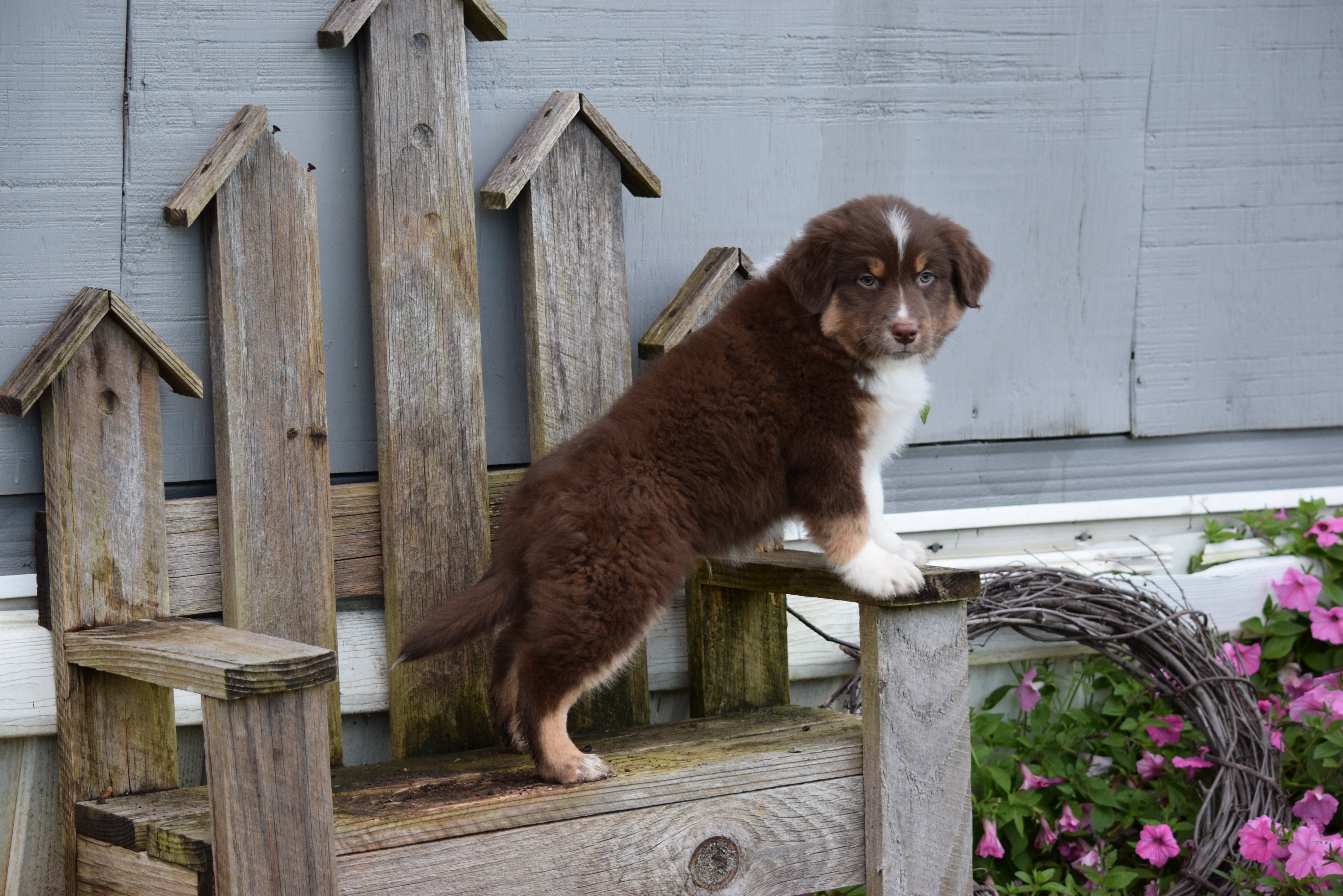 AKC Registered Shepherd For Sale Davis Ohi – AC Puppies LLC