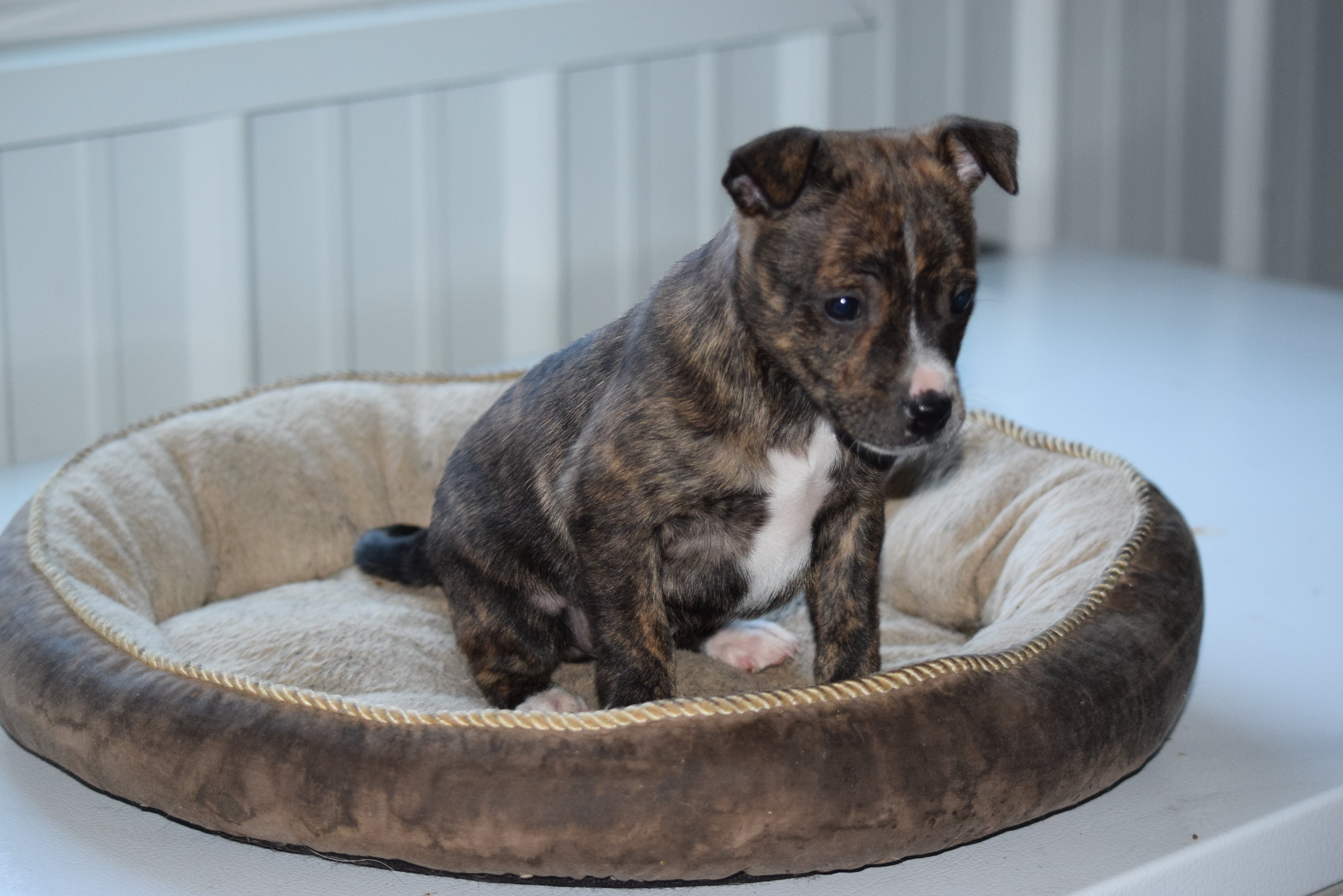 australian shepherd and pug mix