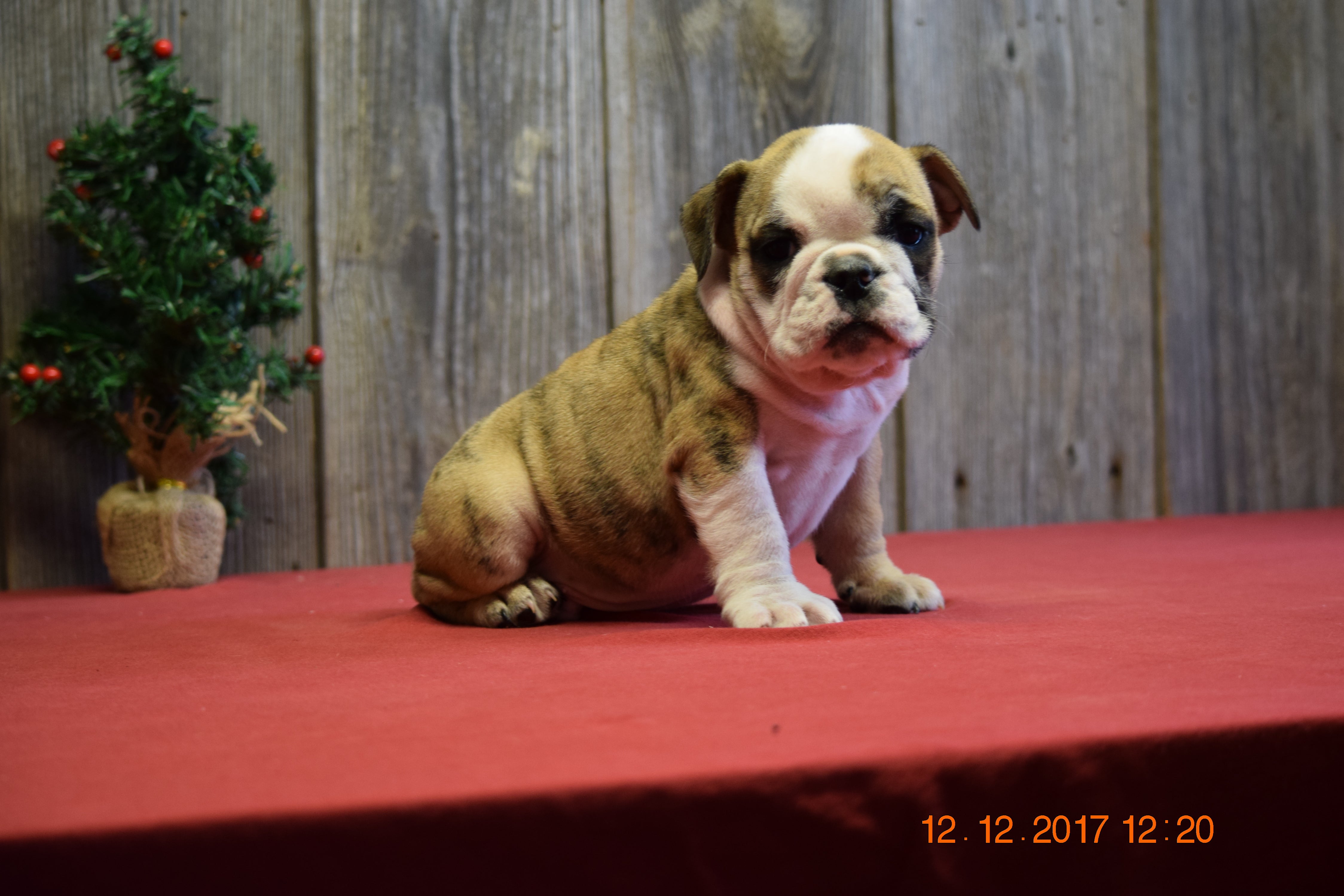 AKC Registered English Bulldog Puppy For Sale Fresno Ohio