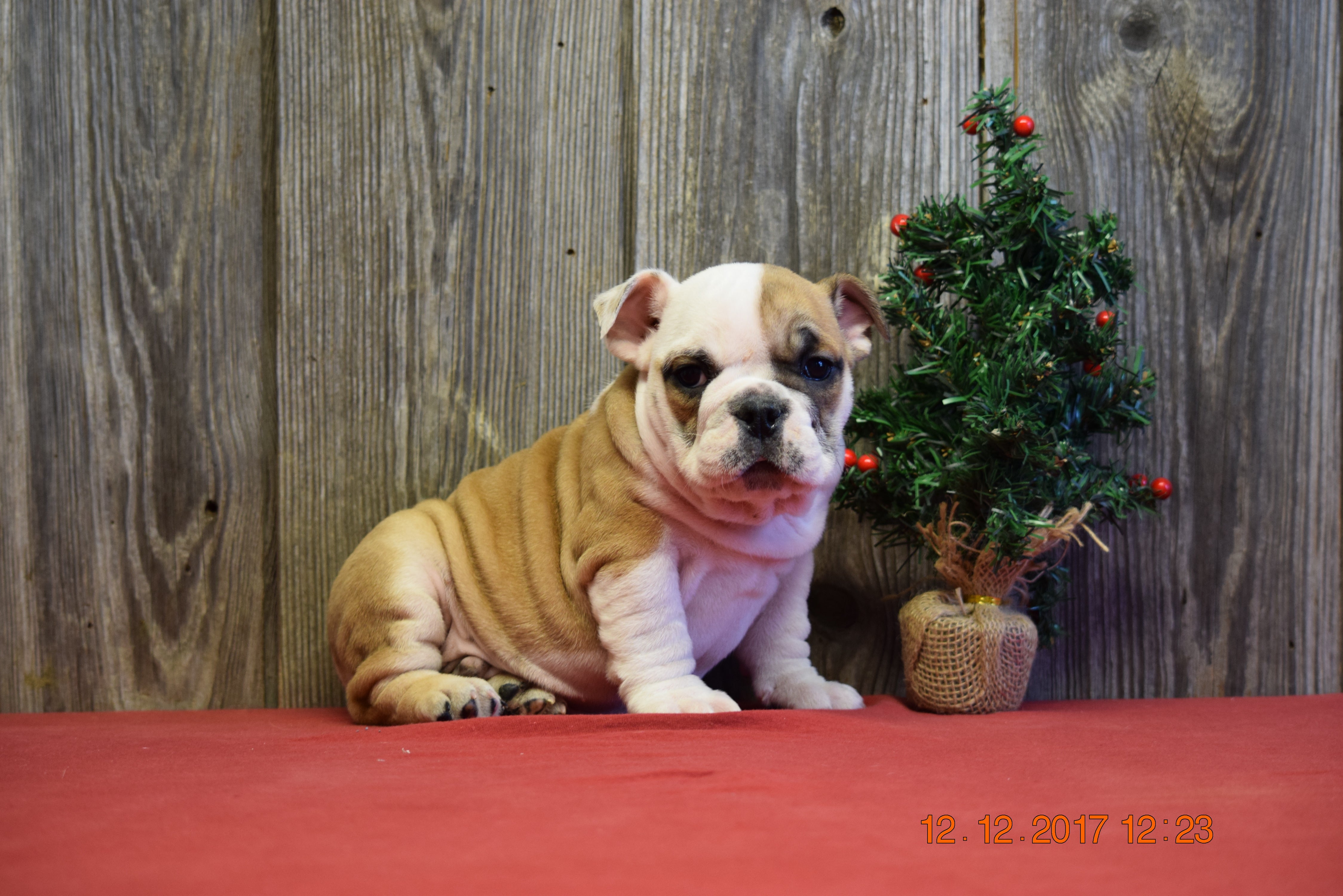 AKC Registered English Bulldog Puppy For Sale Fresno Ohio