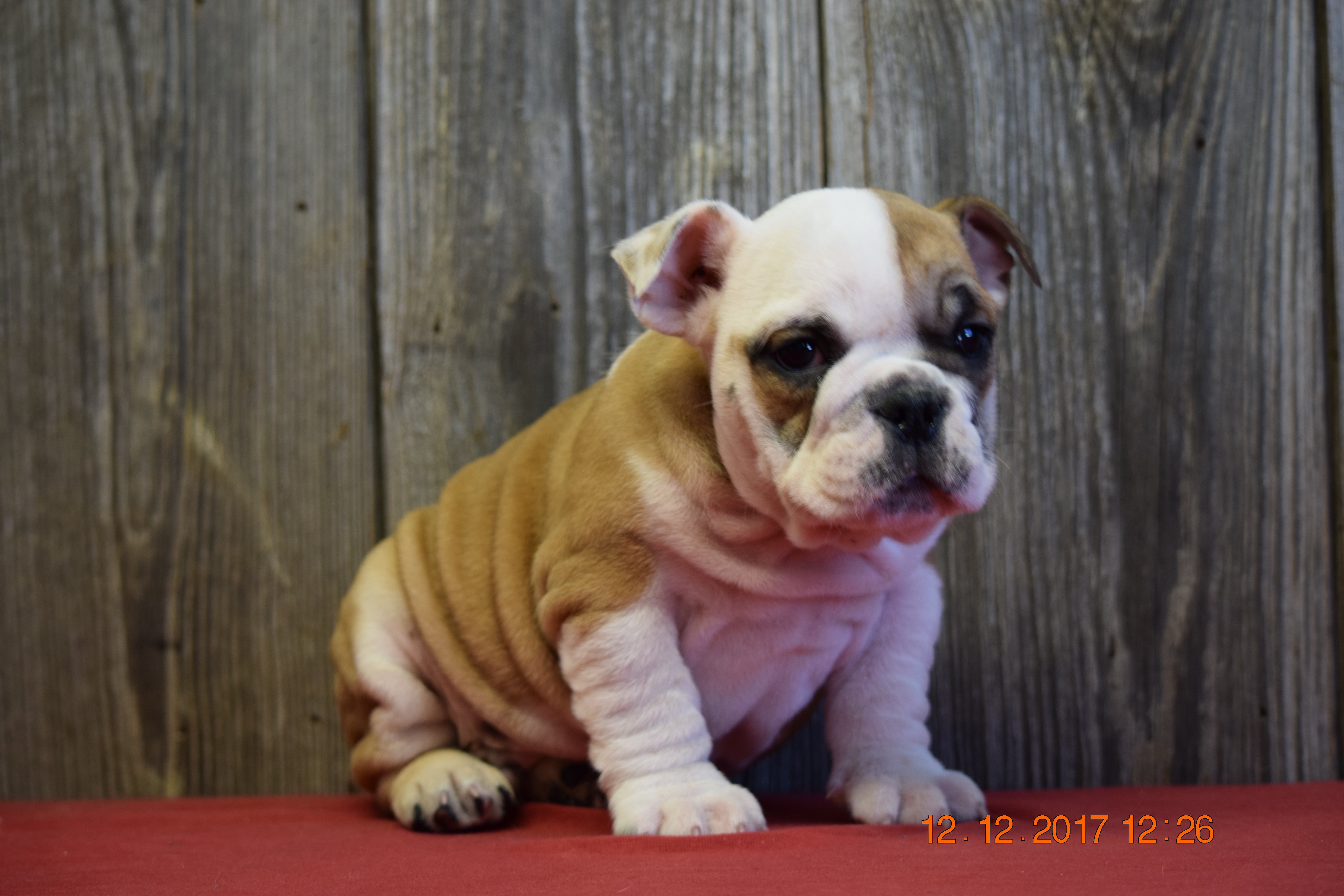 AKC Registered English Bulldog Puppy For Sale Fresno Ohio