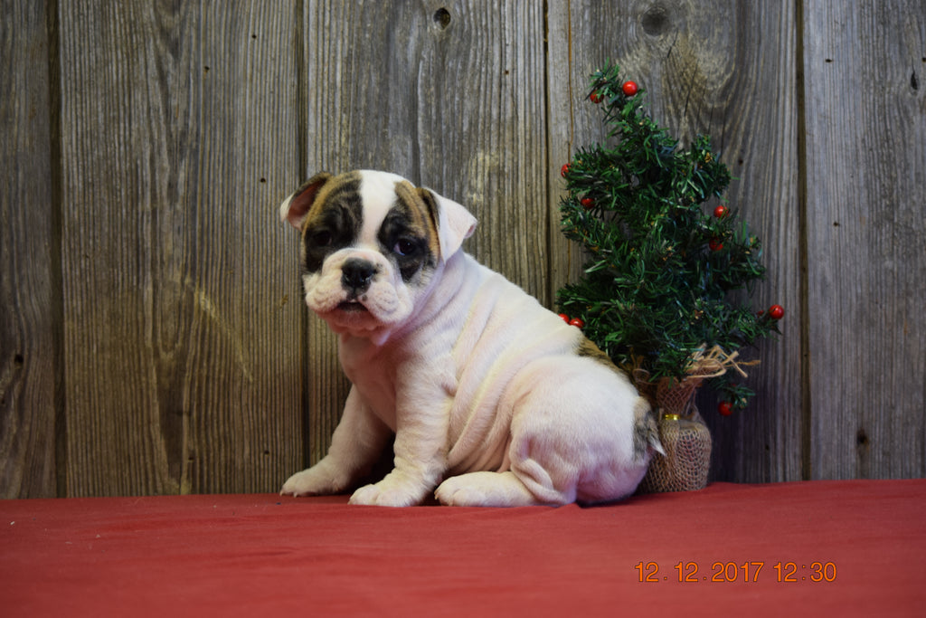 AKC Registered English Bulldog Puppy For Sale Fresno Ohio