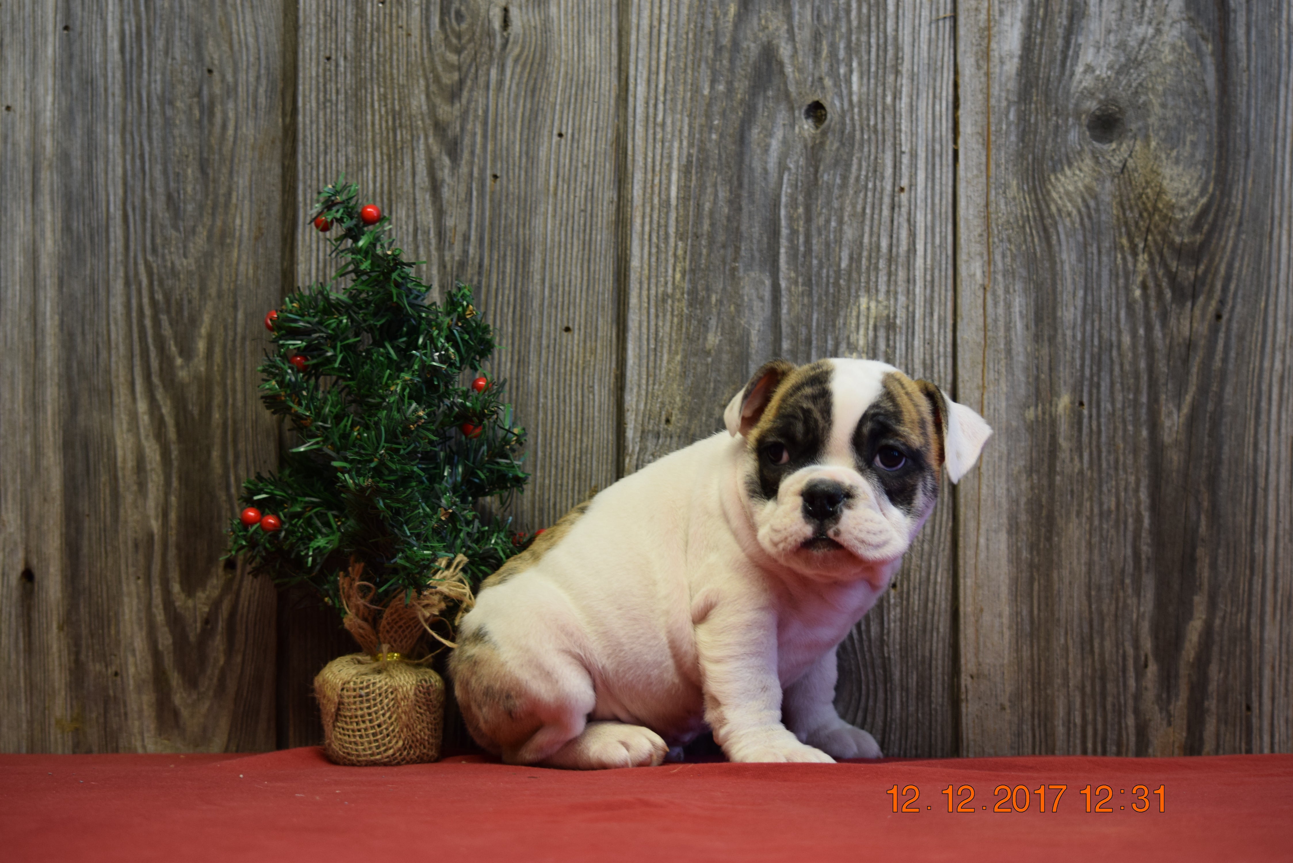 AKC Registered English Bulldog Puppy For Sale Fresno Ohio