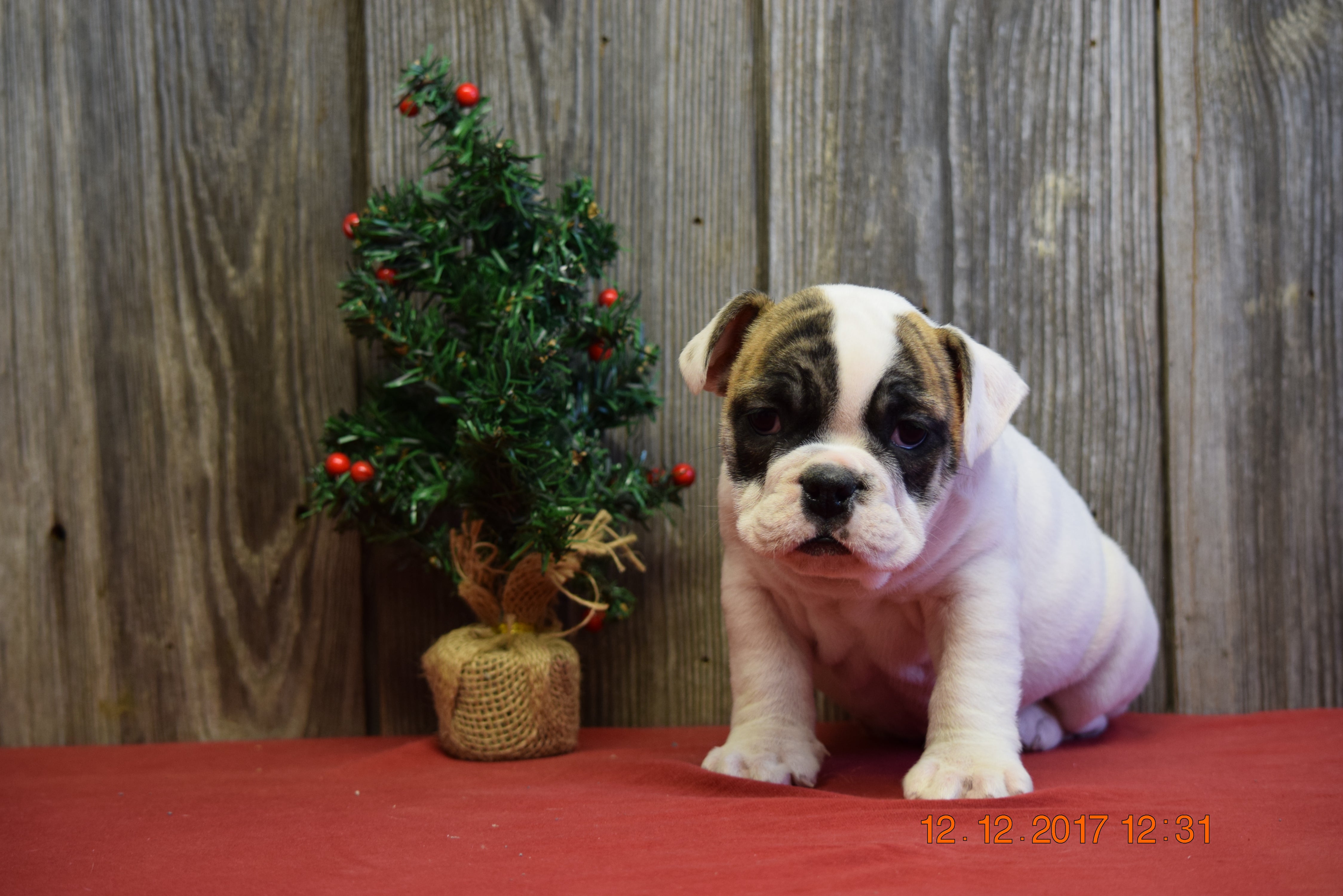 AKC Registered English Bulldog Puppy For Sale Fresno Ohio