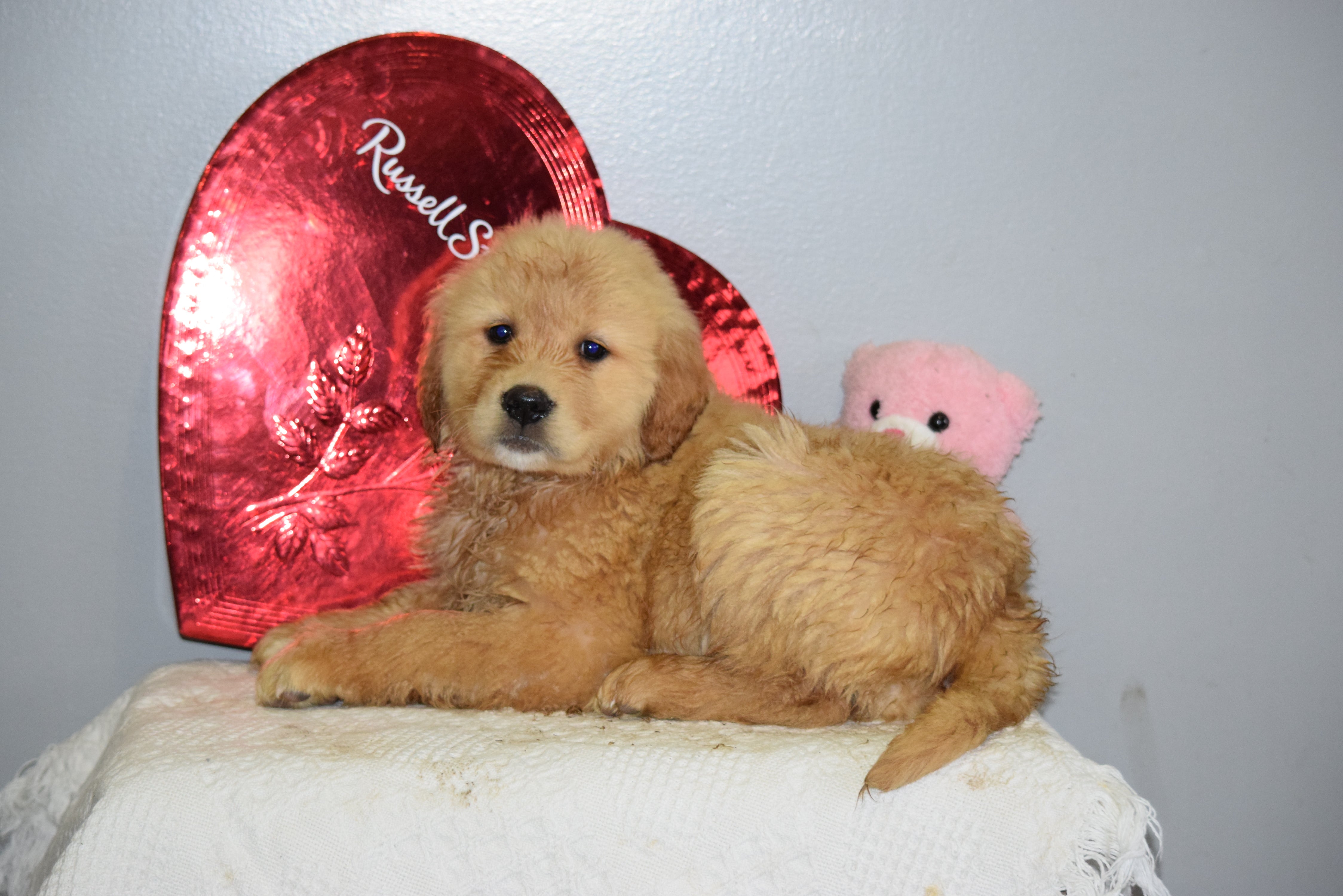 AKC Golden Retriever For Sale Fredericksburg Ohio Female ...