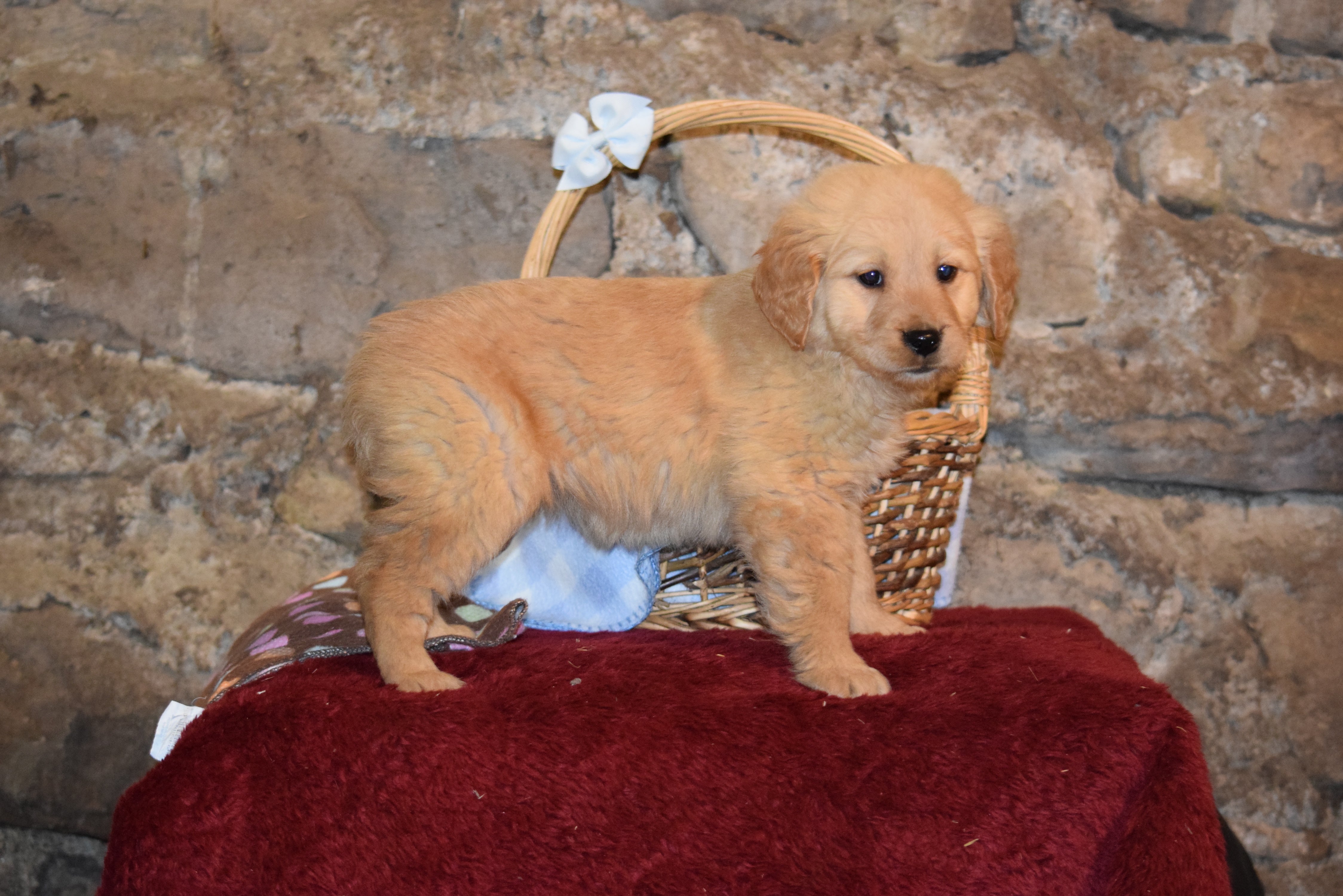 Lacy Female AKC Registered Golden Retriever Puppy For Sale ...