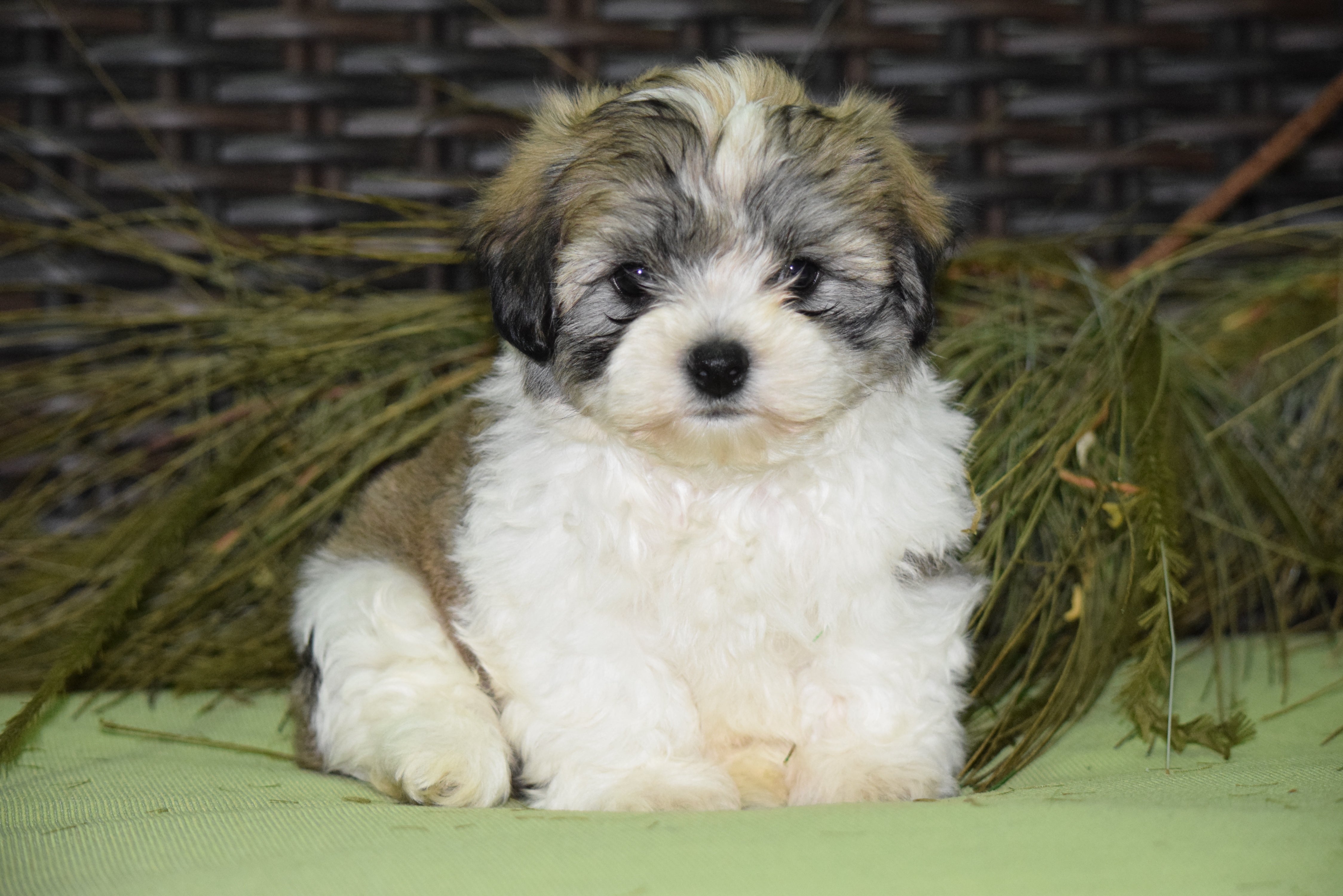 Zuchon For Sale Male Sambo Sugarcreek Ohio Teddy Bear Puppy Ac Puppies Llc