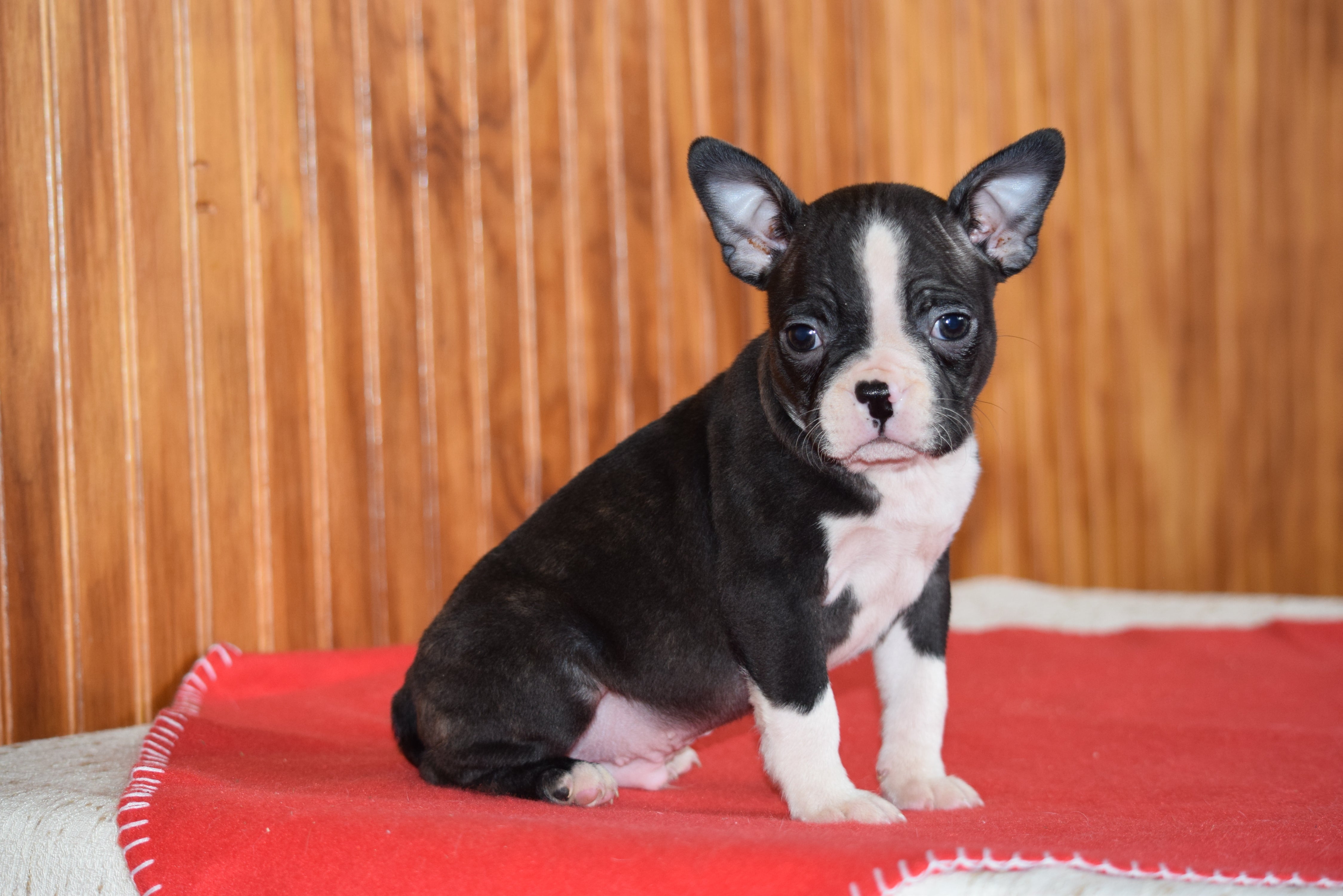 Akc Registered Boston Terrier Dundee Ohio Male Bones - AC ...