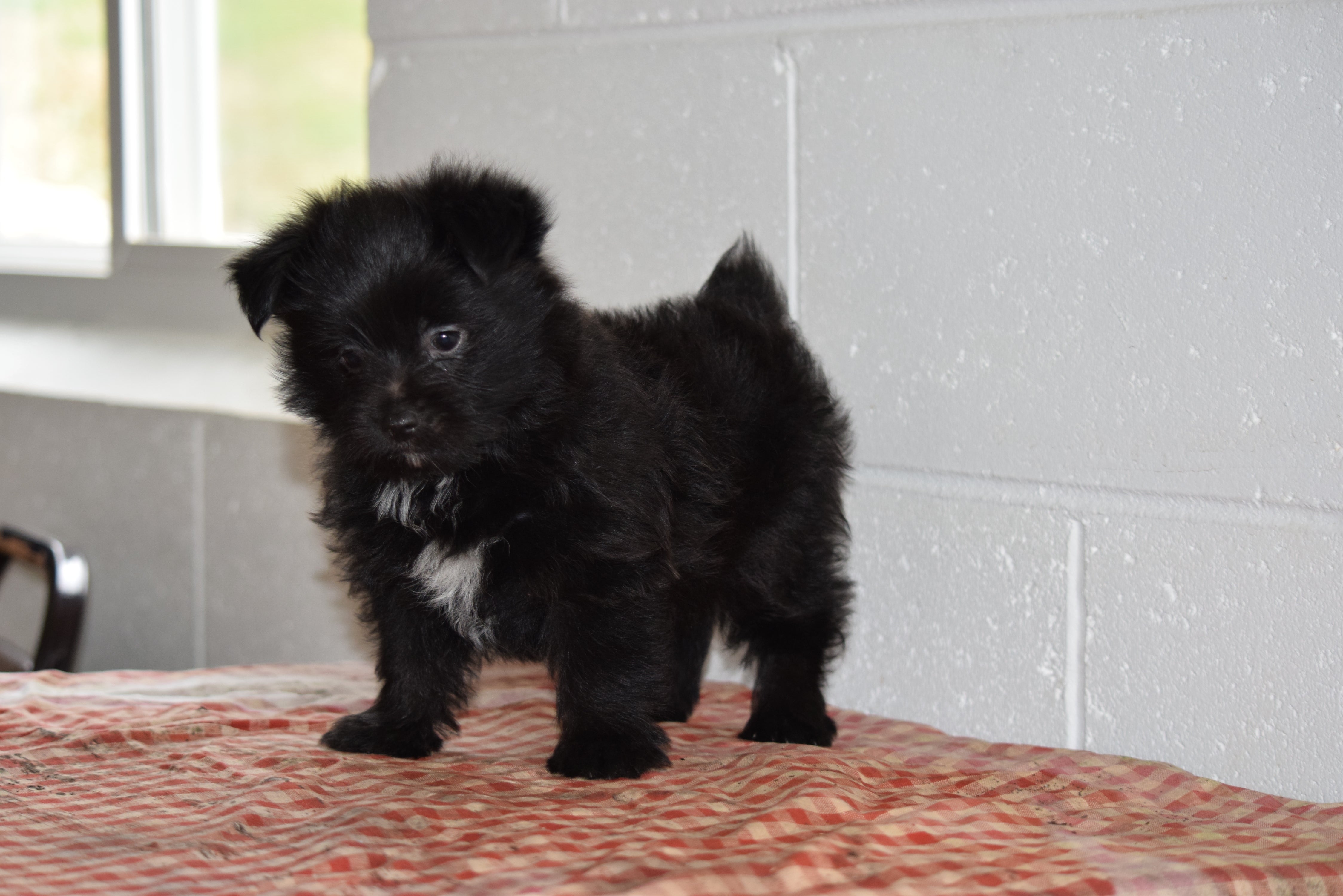 pom yorkie puppies