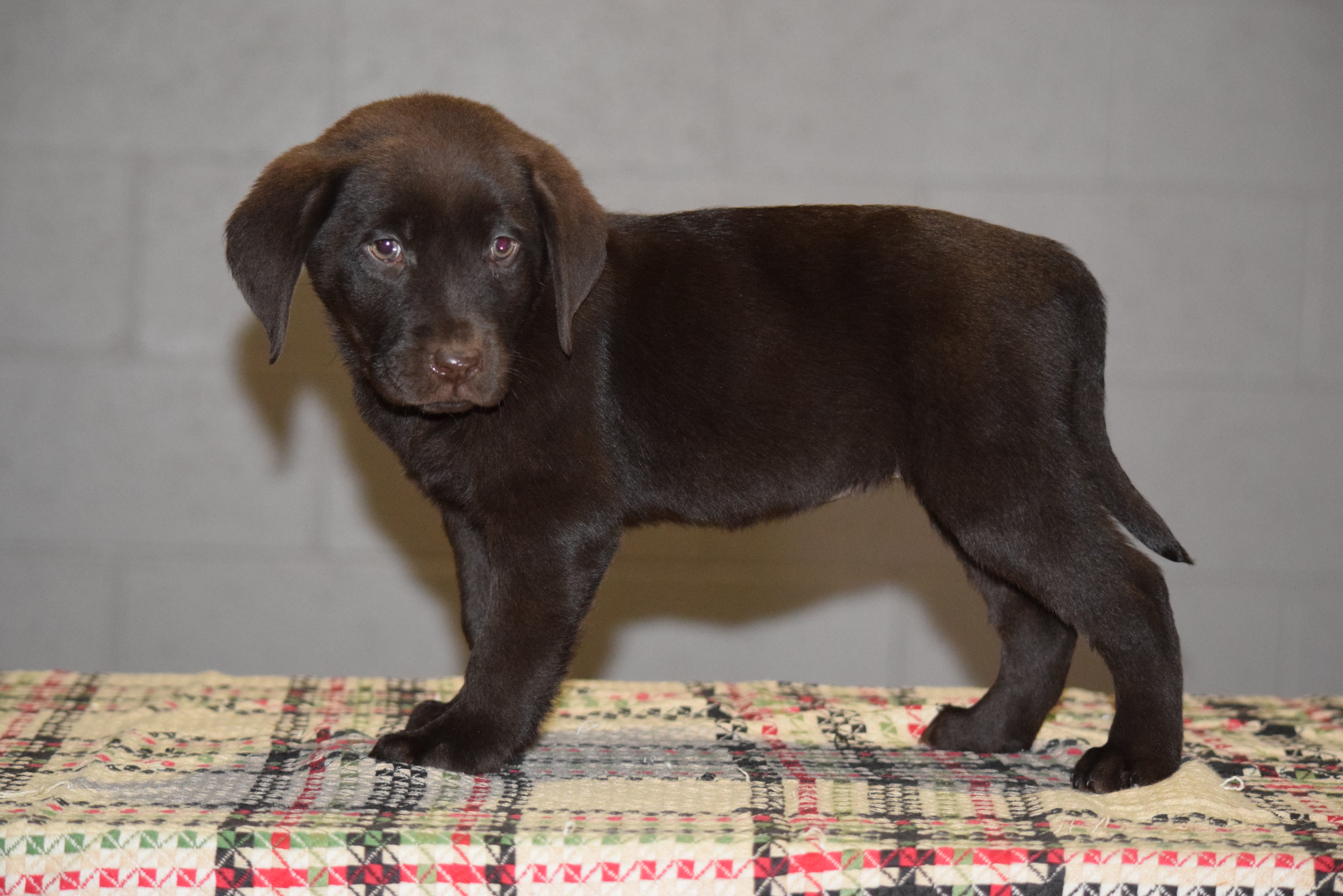 AKC Registered Chocolate Labrador Retriever Puppy For Sale ...