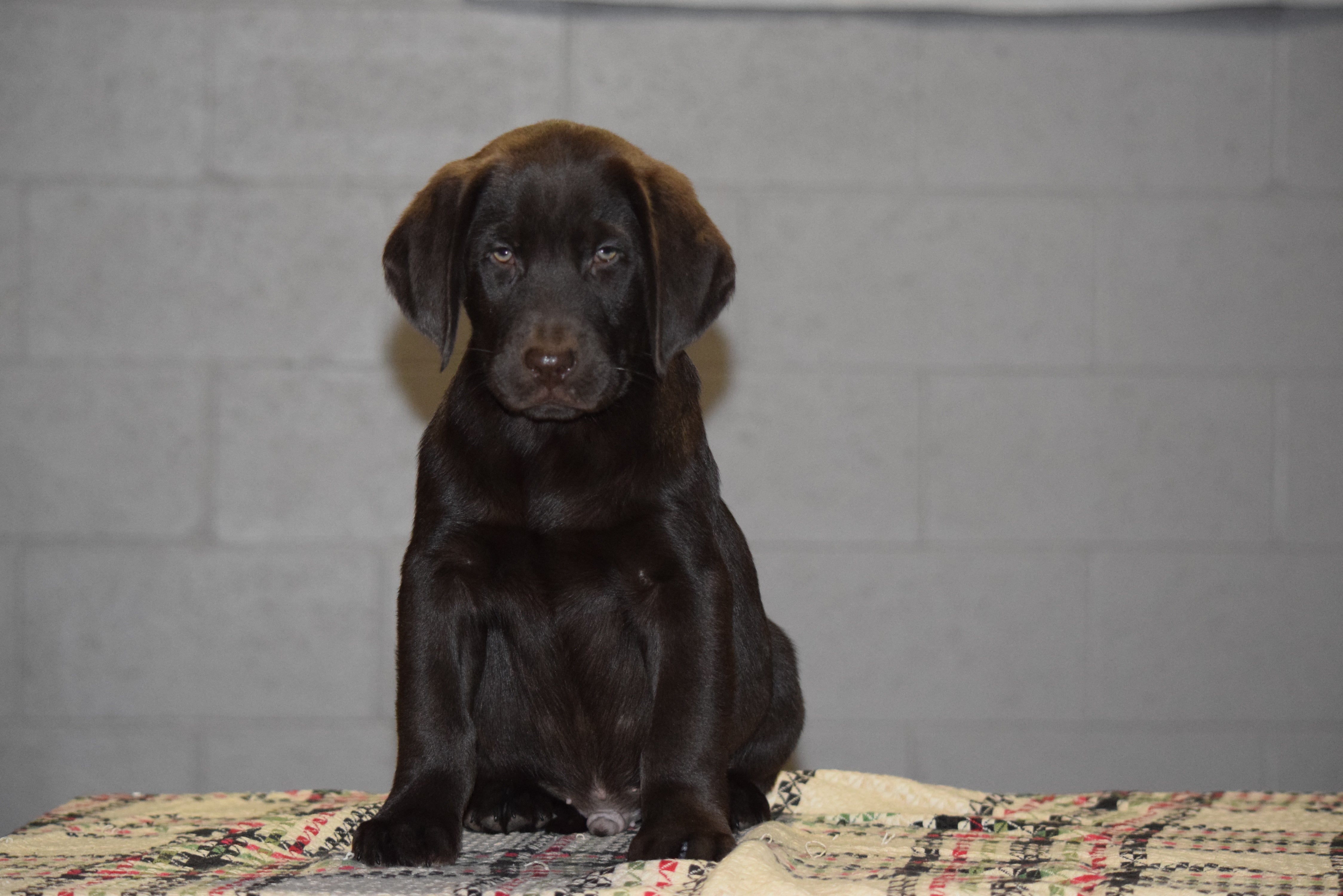 AKC Registered Chocolate Labrador Retriever Puppy For Sale ...