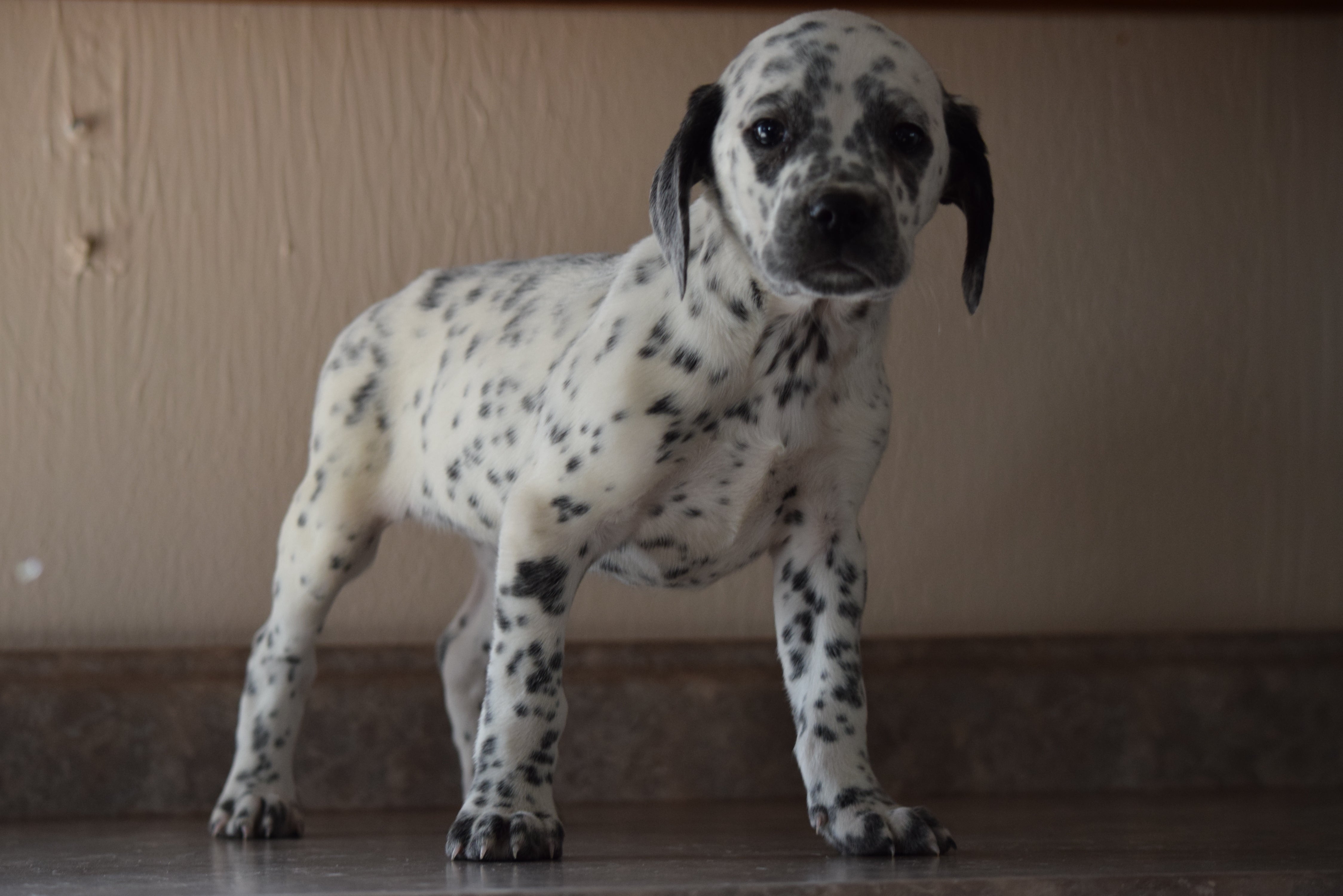 beagle dalmatian mix puppy