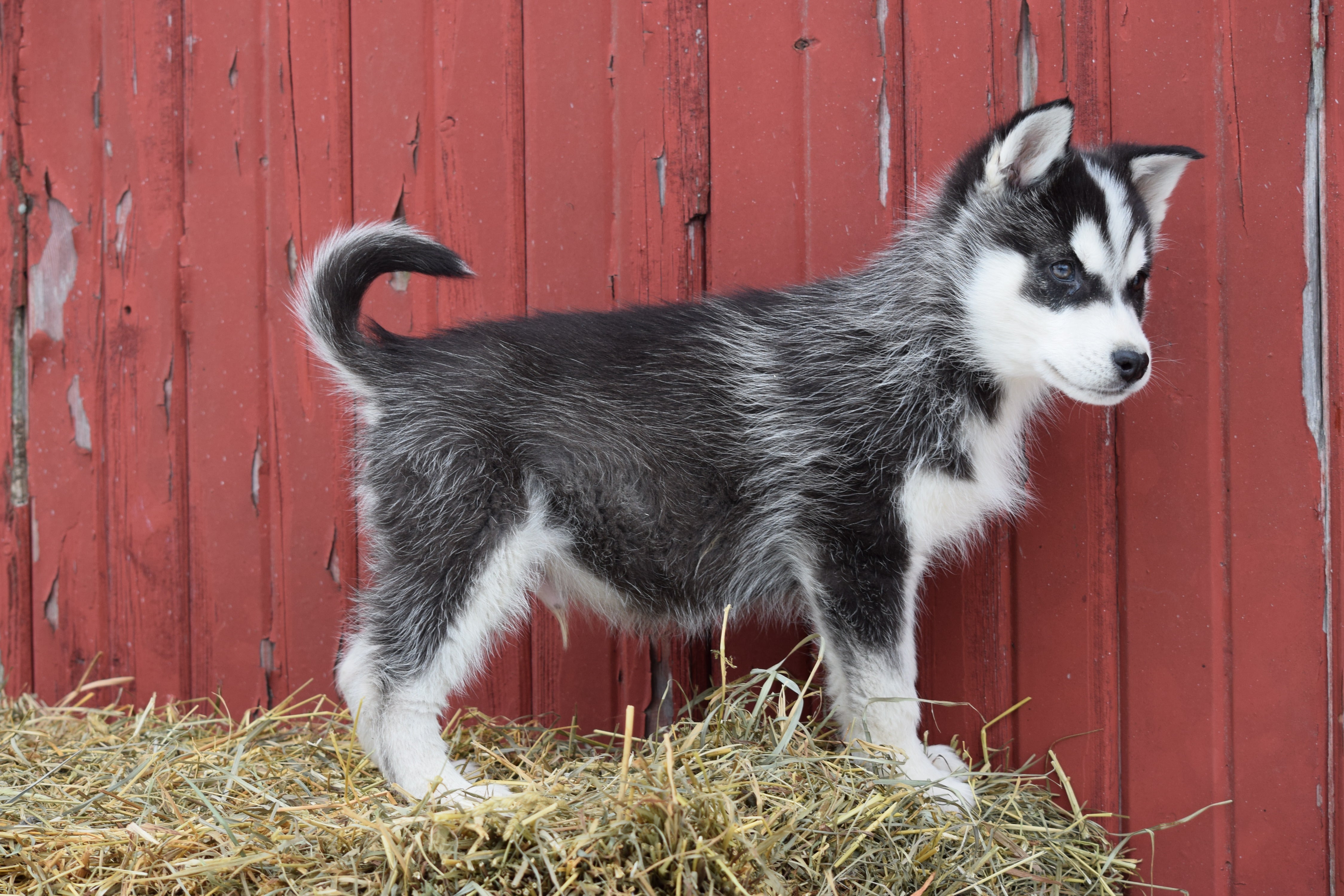 how much are akc husky puppies