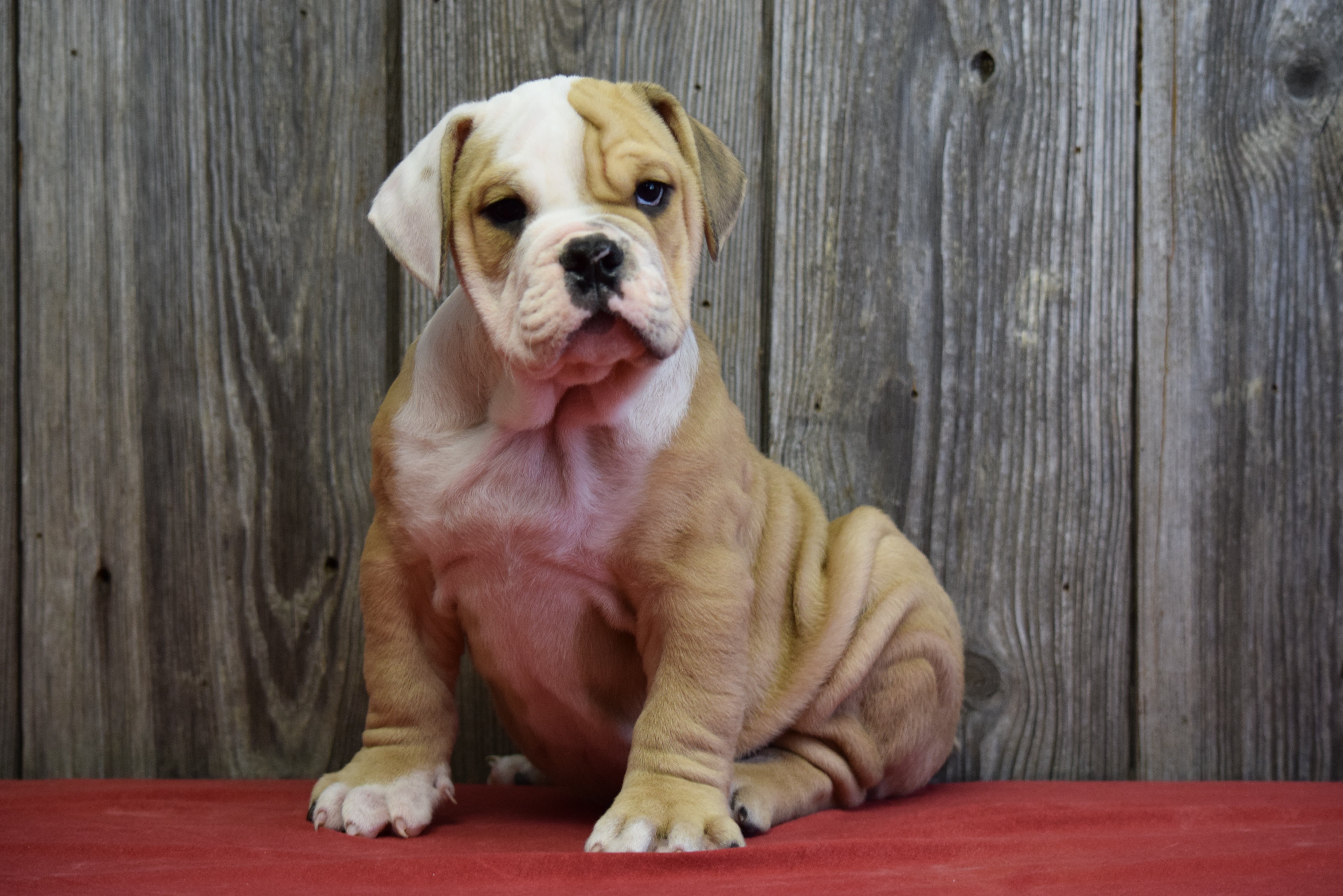 Beabull Puppy For Sale Fresno Ohio Male Bruno - AC Puppies LLC