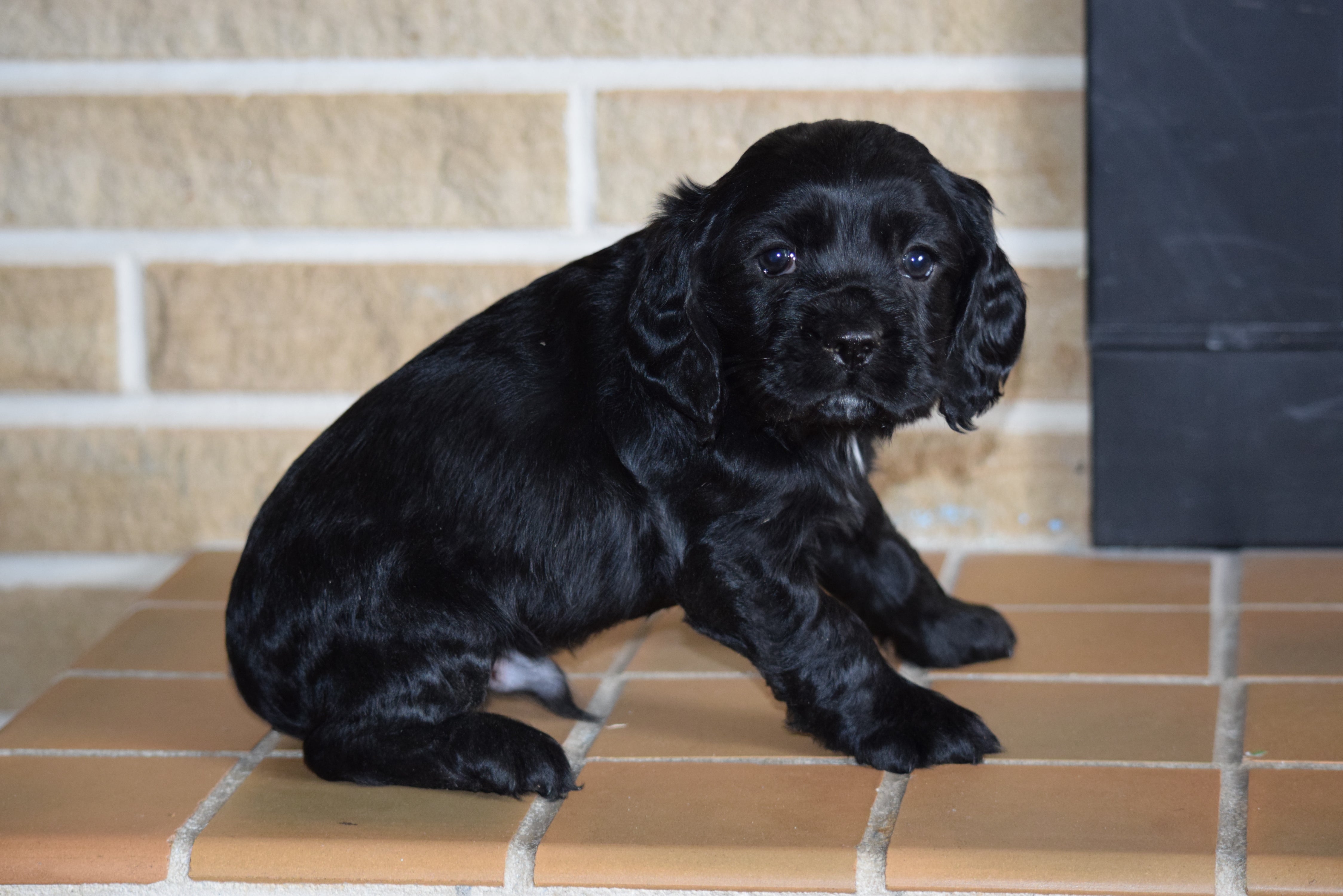 AKC Cocker Spaniel For Sale Fredericksburg Ohio Male ...