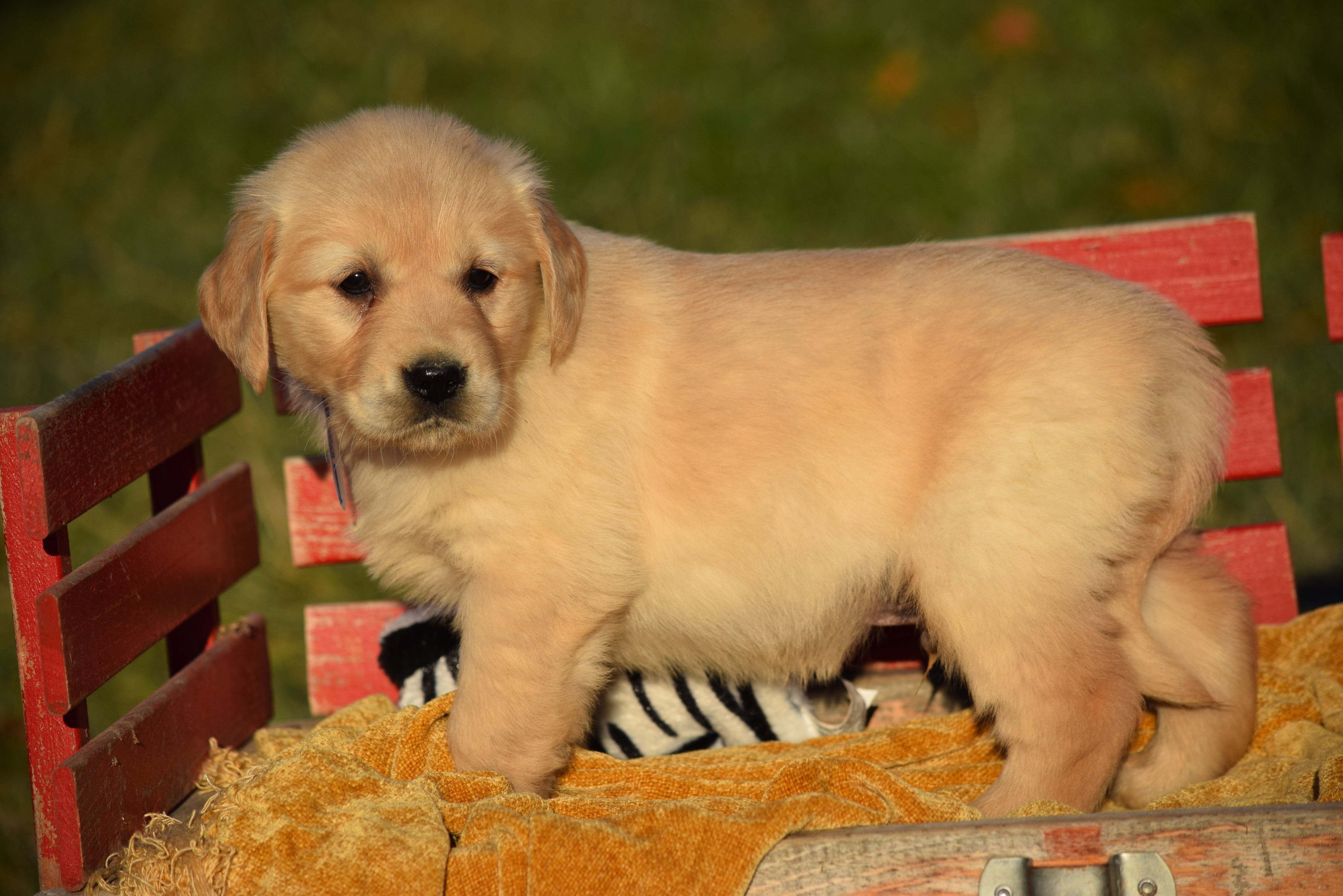 AKC Registered Golden Retriever Puppy For Sale Male Mickey ...