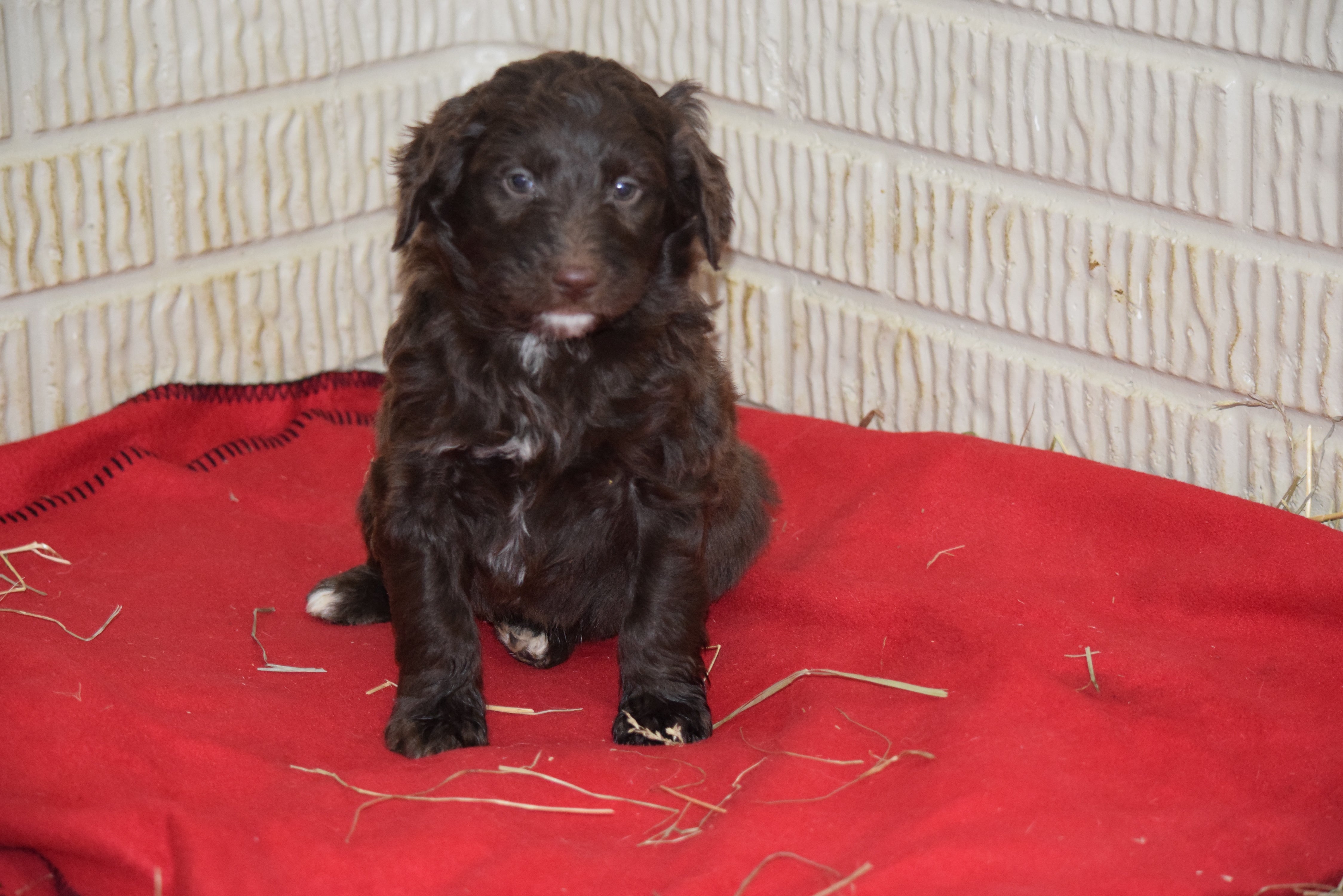 Aussiedoodle For Sale Sugarcreek Ohio Male Alfred - AC ...