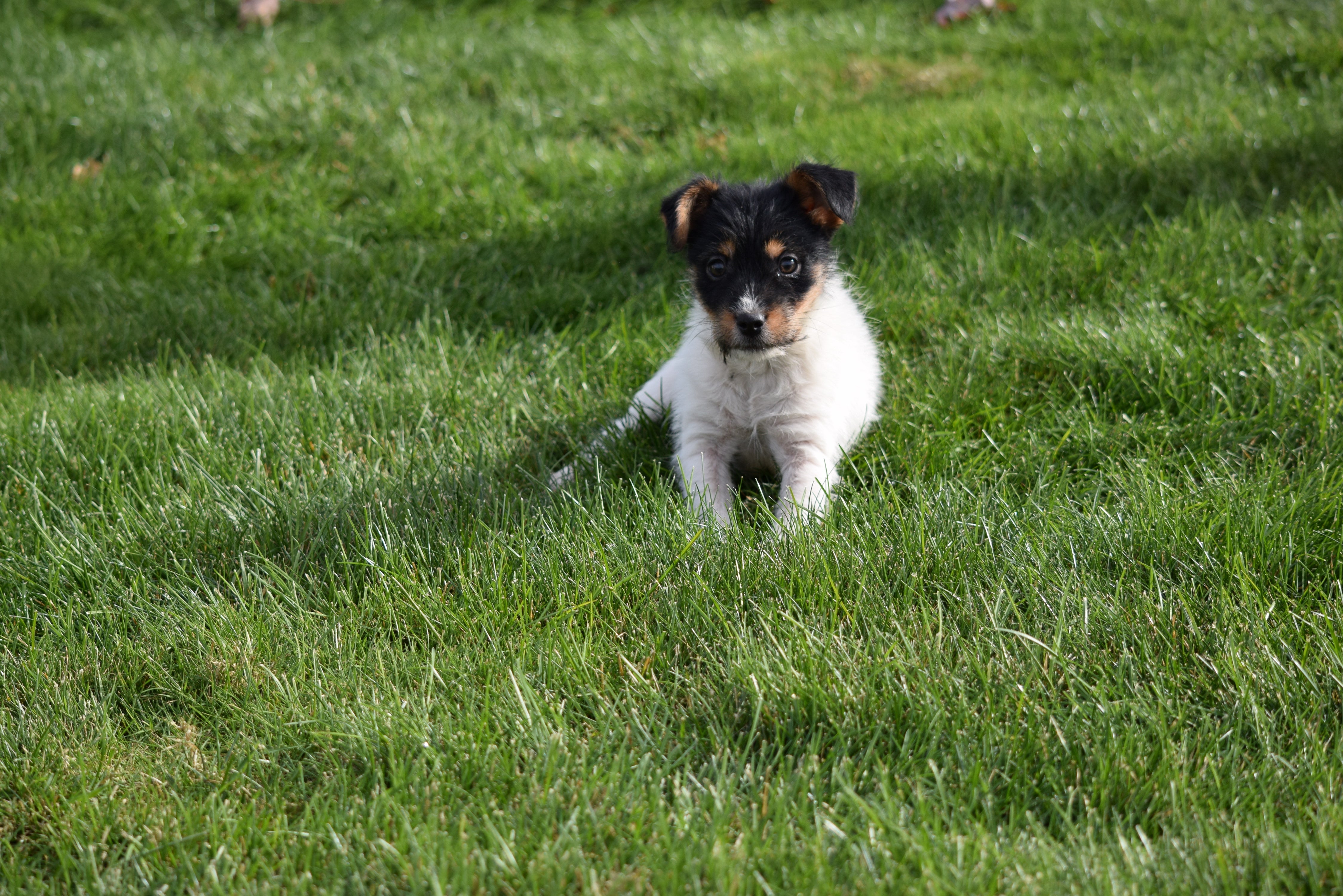 Torkie - (Toy Fox Terrier-Yorkie) For Sale Millersburg Ohio Male Charl ...