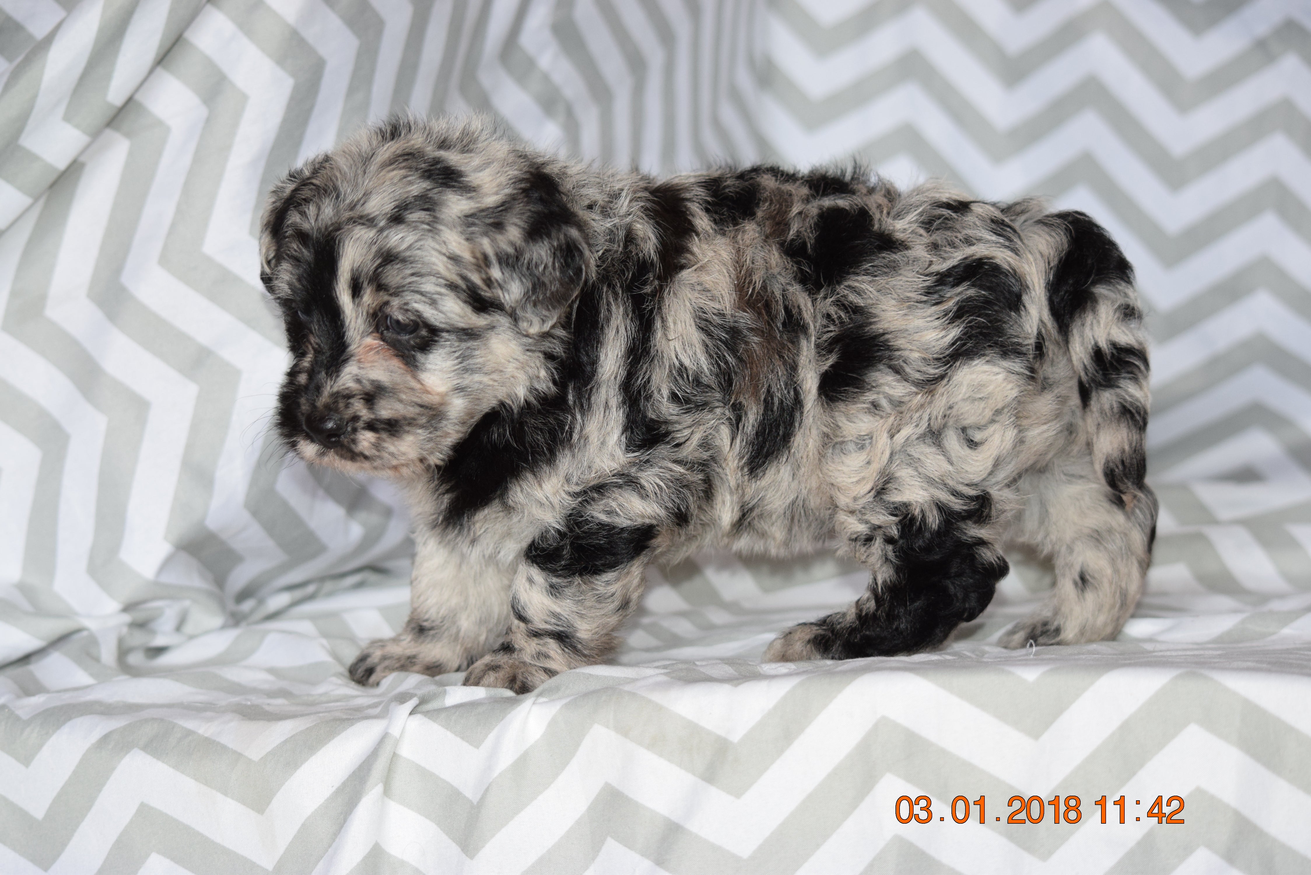 Blue Merle Miniature Labradoodle Female Jewel Millersburg Ohio Ac Puppies Llc