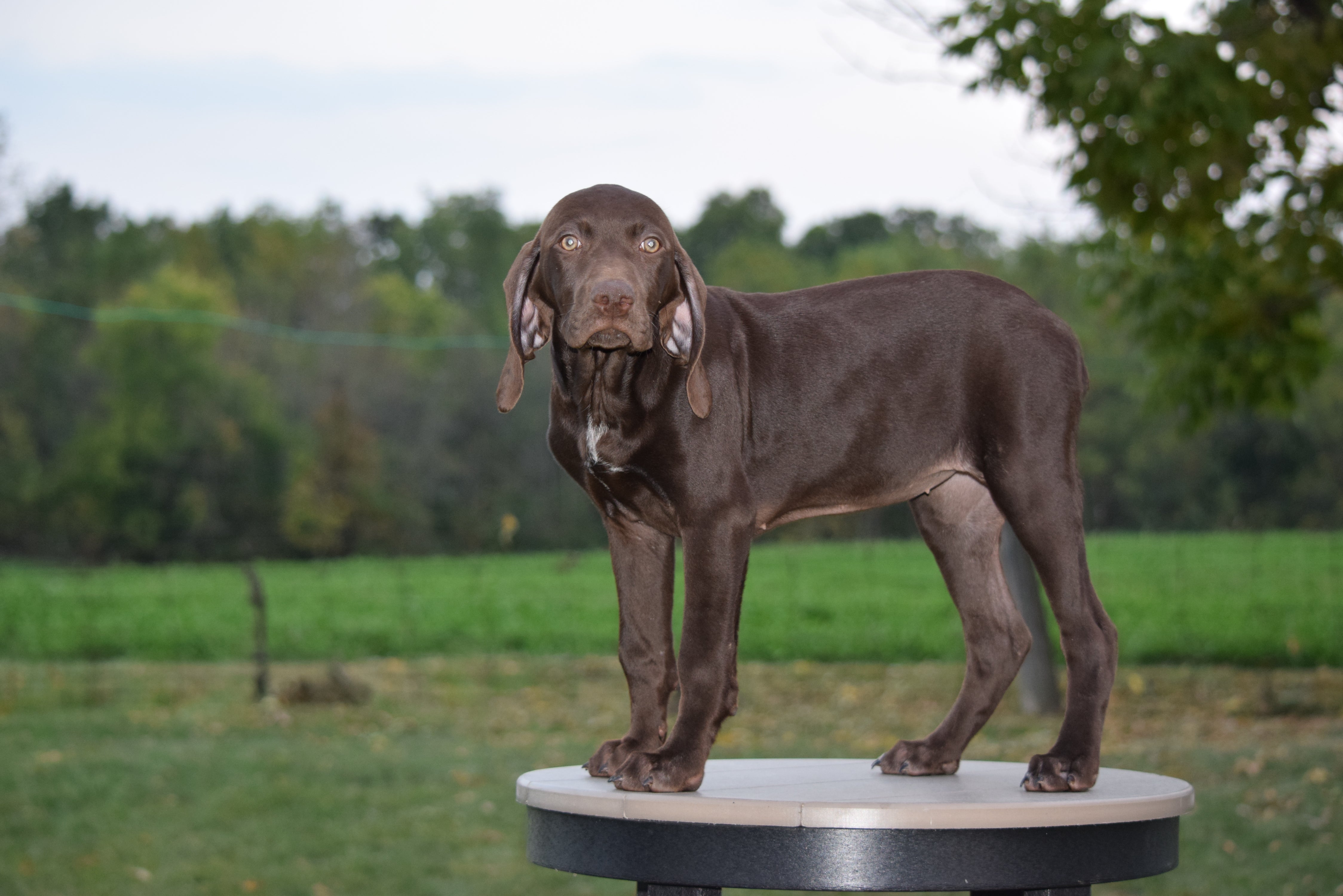 AKC Registered German Shorthaired Pointer For Sale Ohio ...